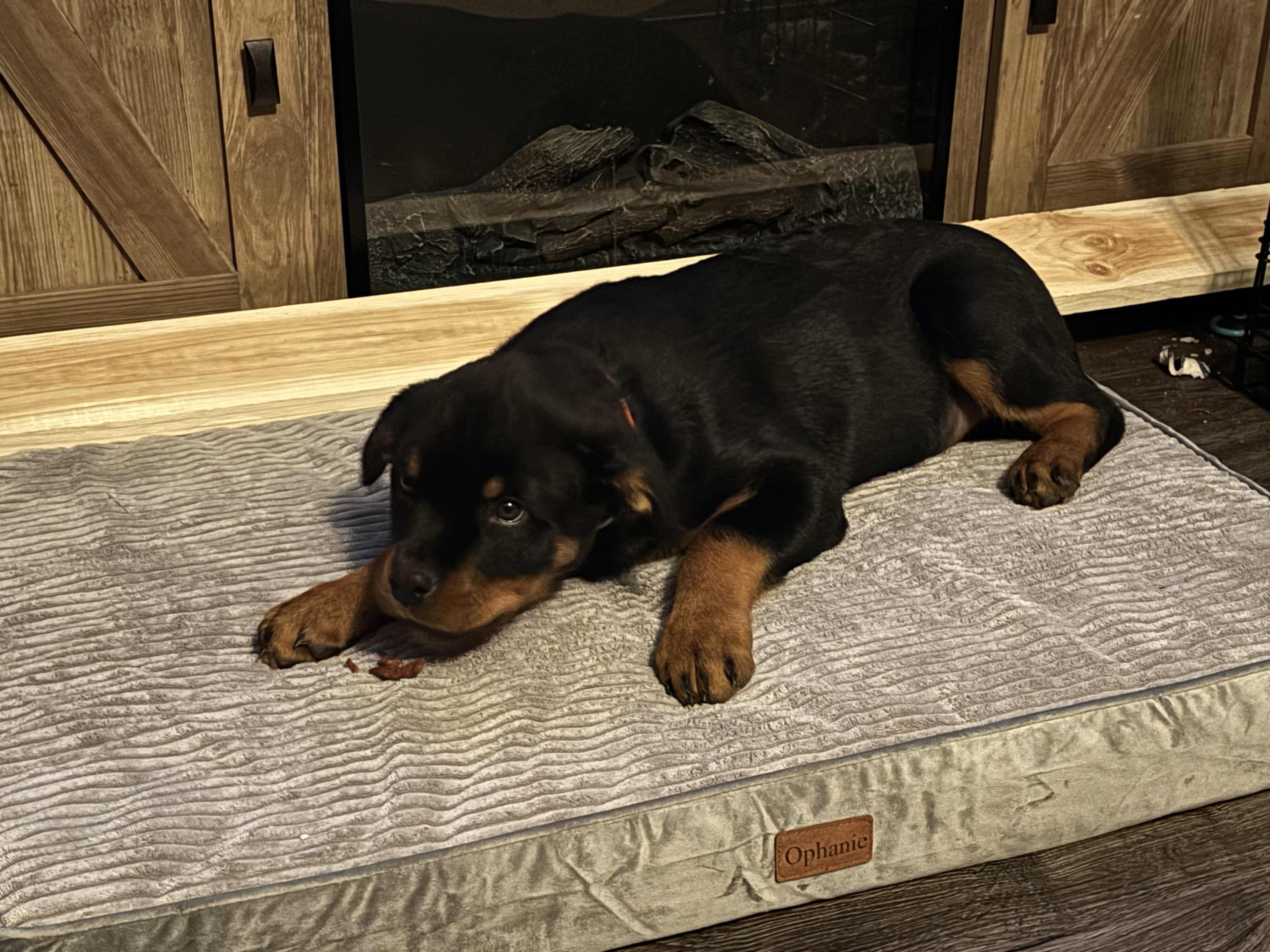 German Rottweiler mahogany color image 1