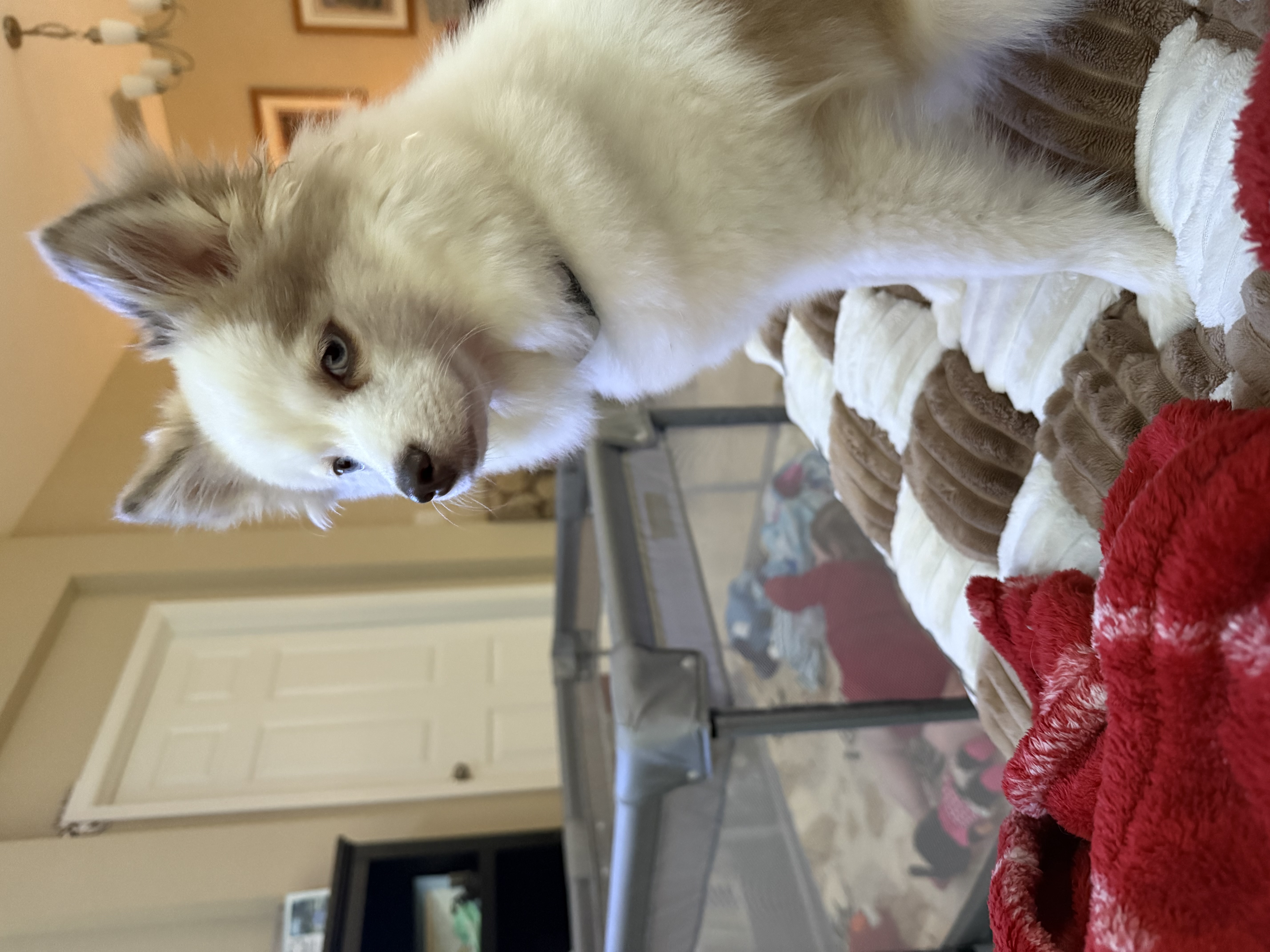 2 year old Pomsky image 5