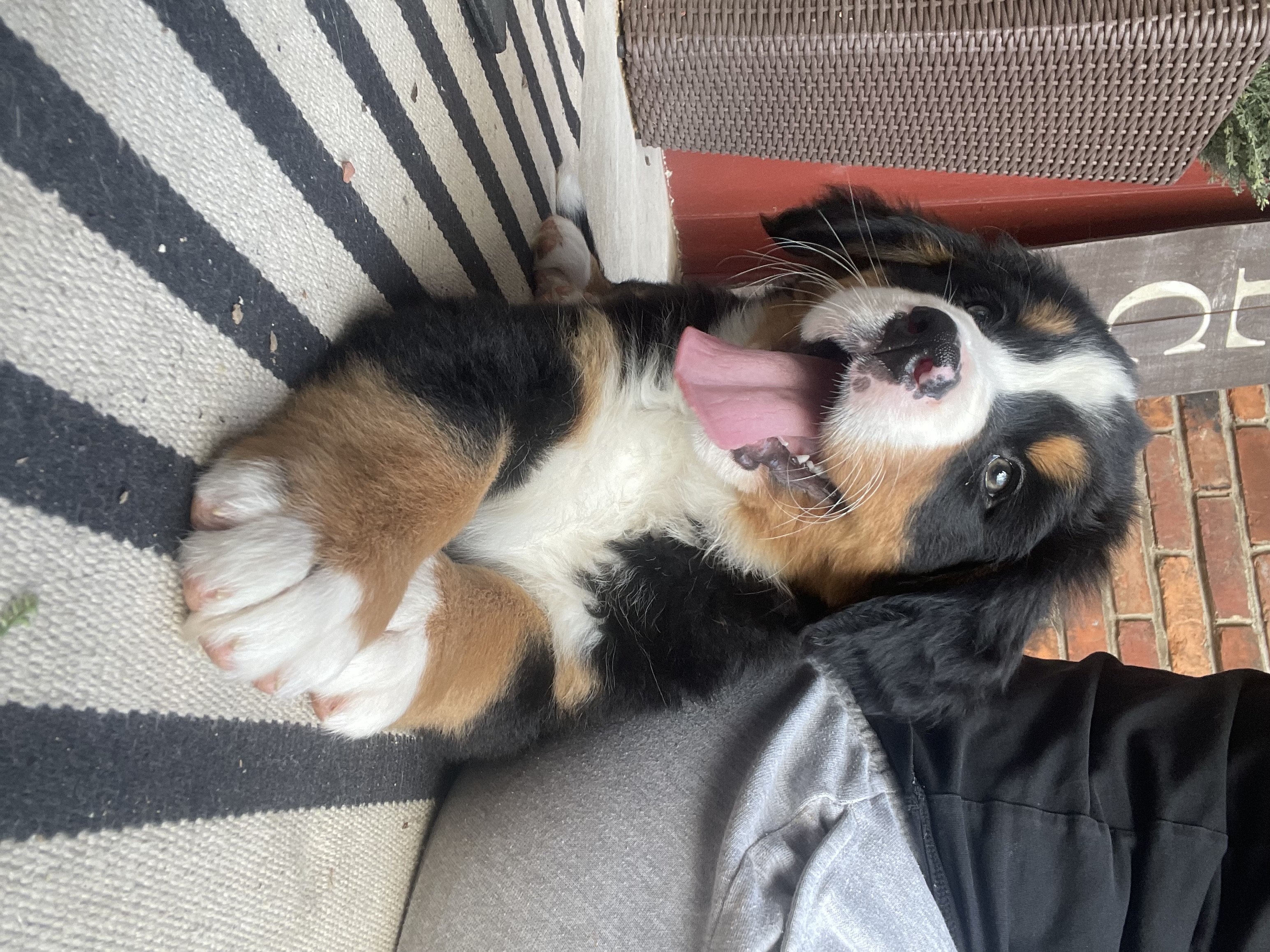 AKC Bernese Female image 3