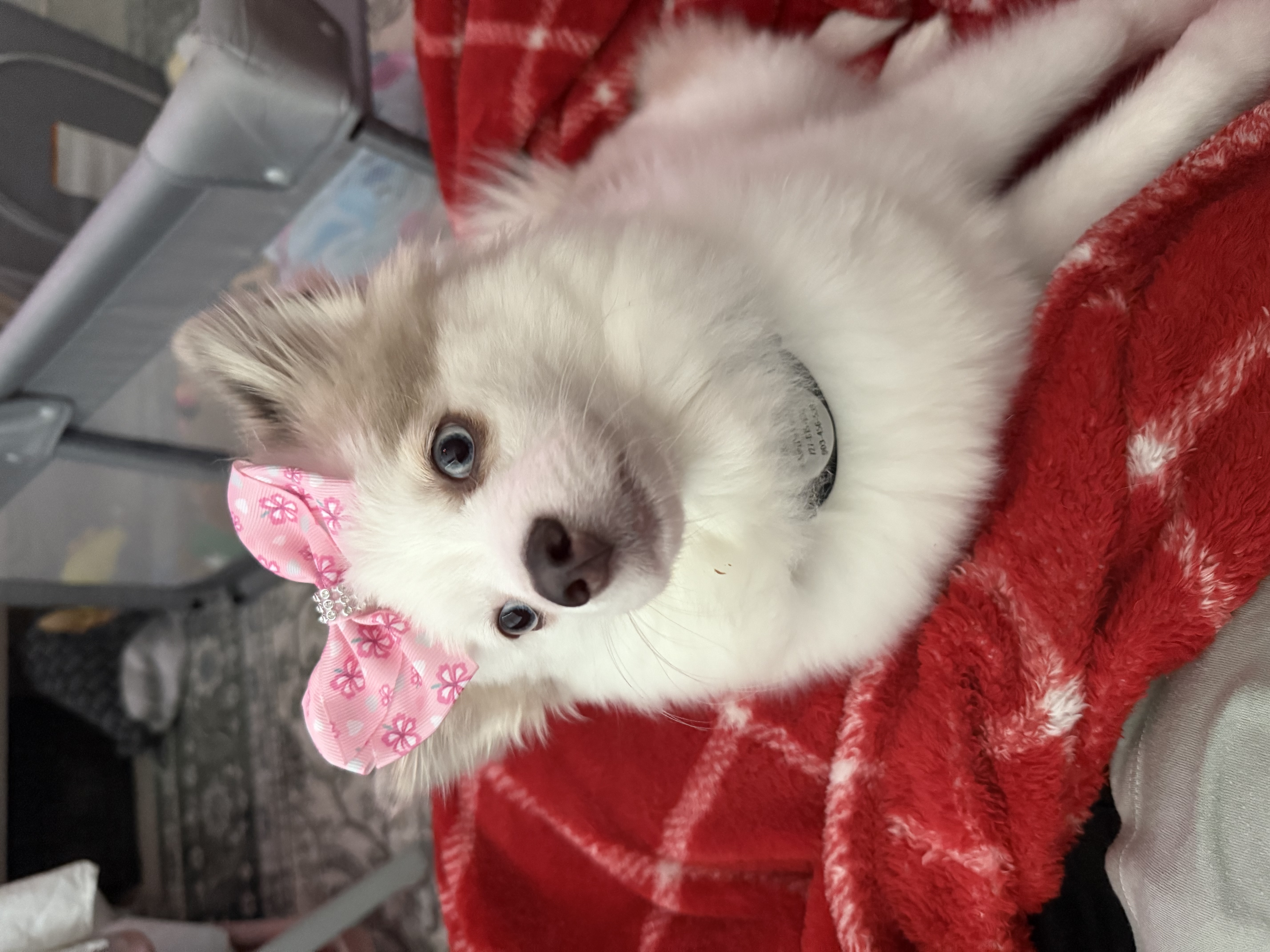 2 year old Pomsky image 2