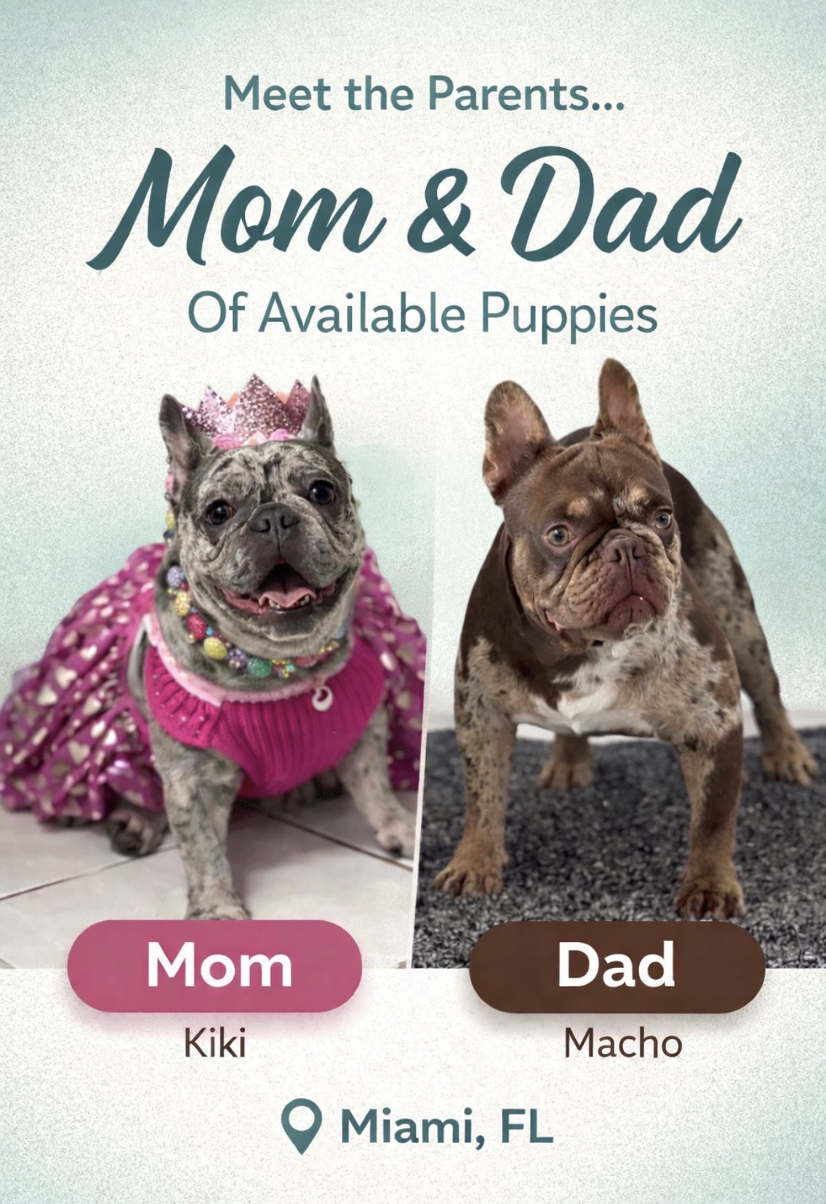 French bulldog image 9