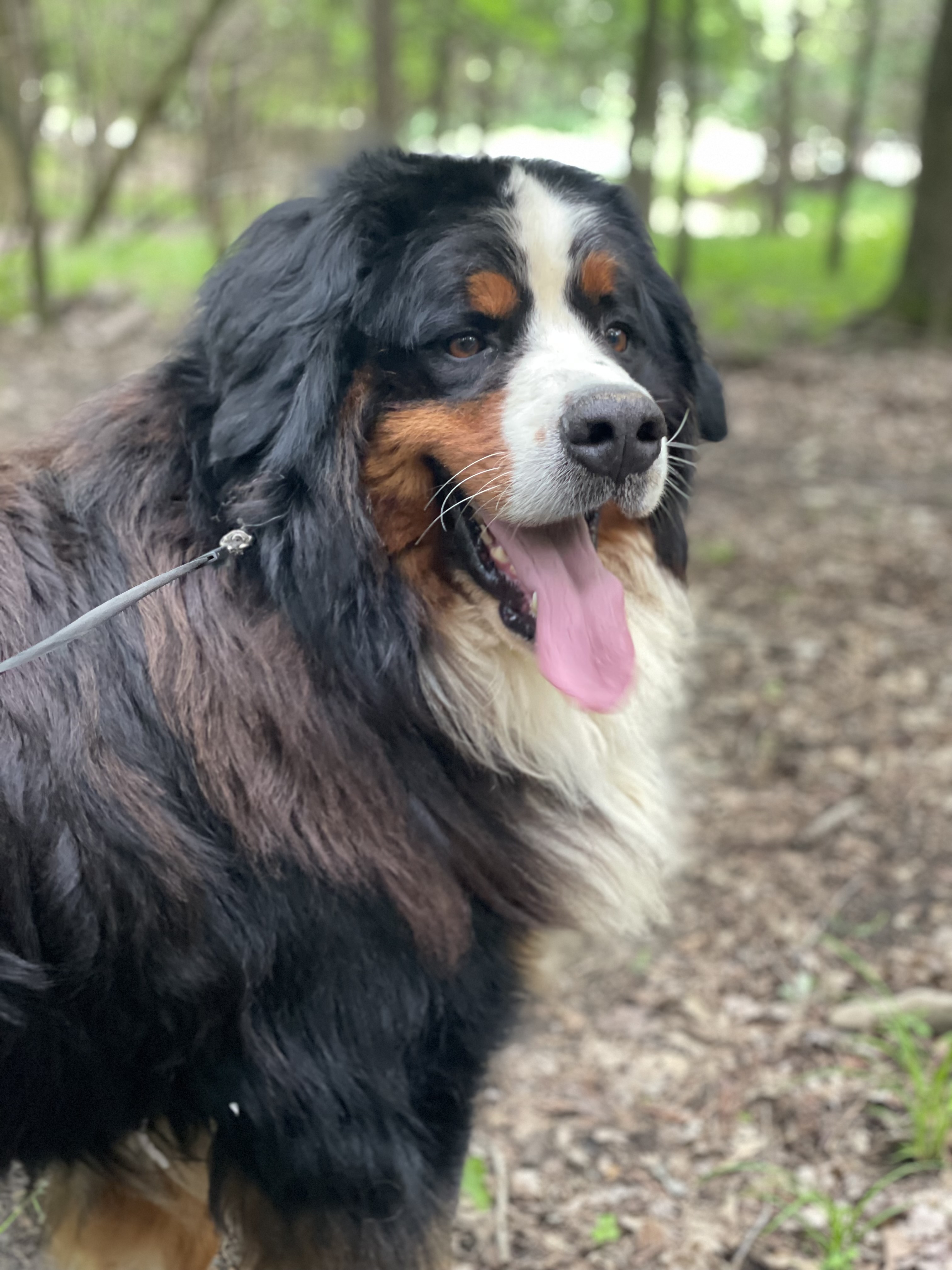 AKC Bernese Female image 7