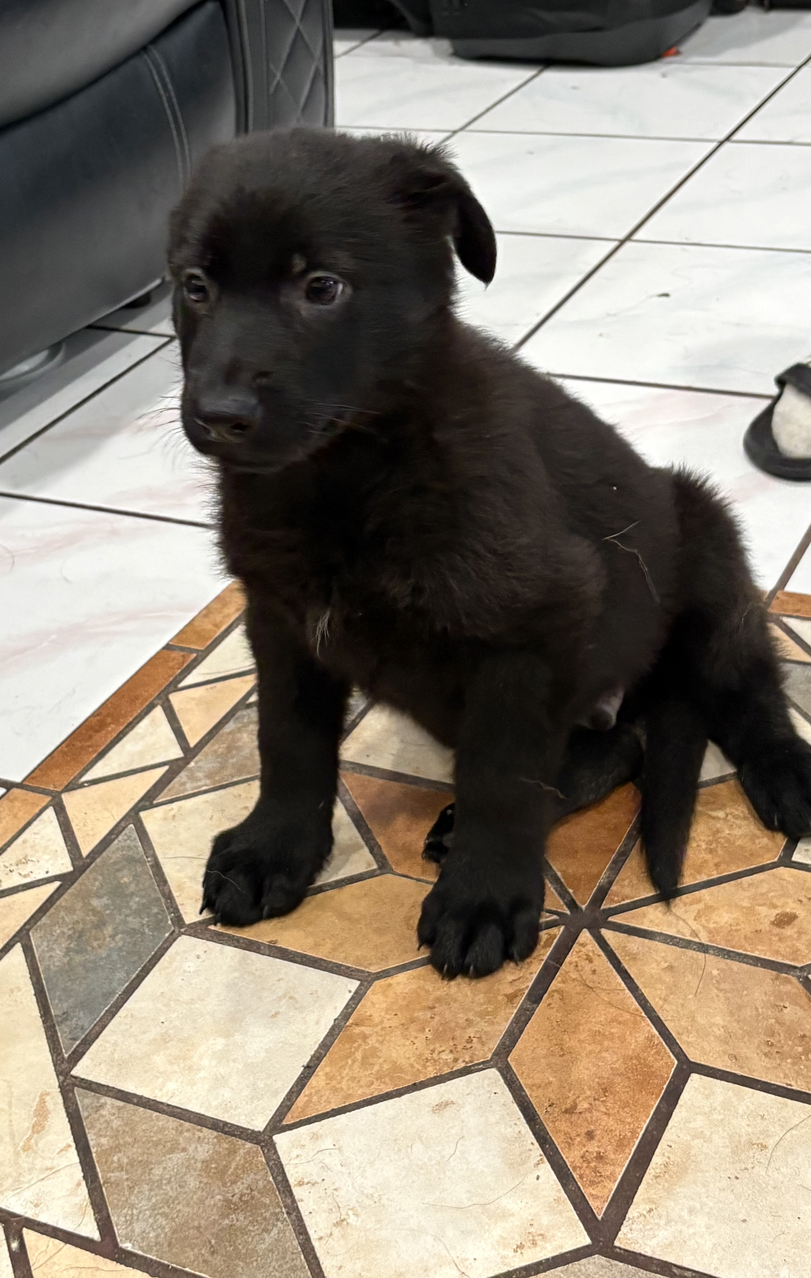 Black German Shepherd puppy image 1