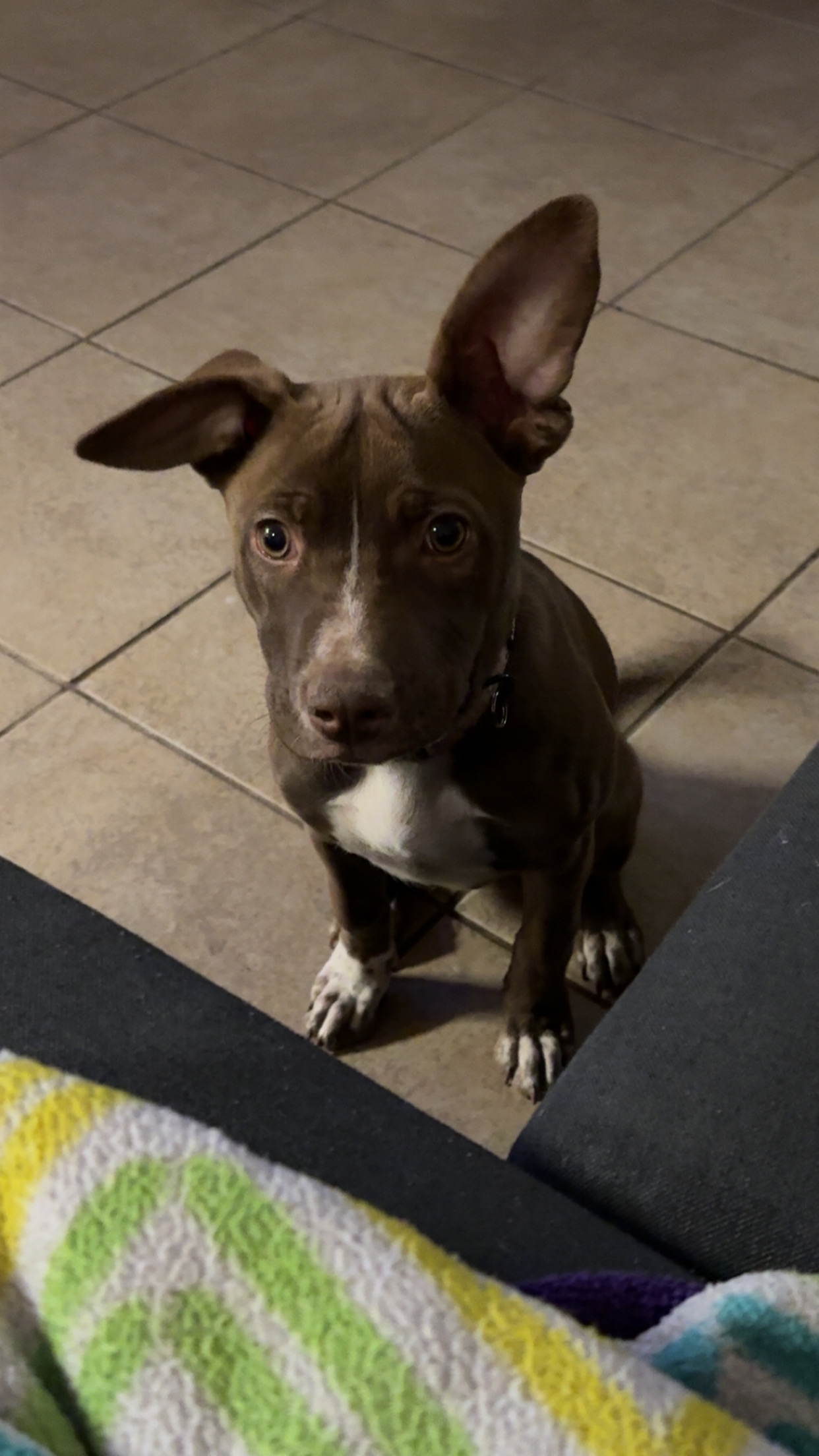 Pit mix puppy image 2
