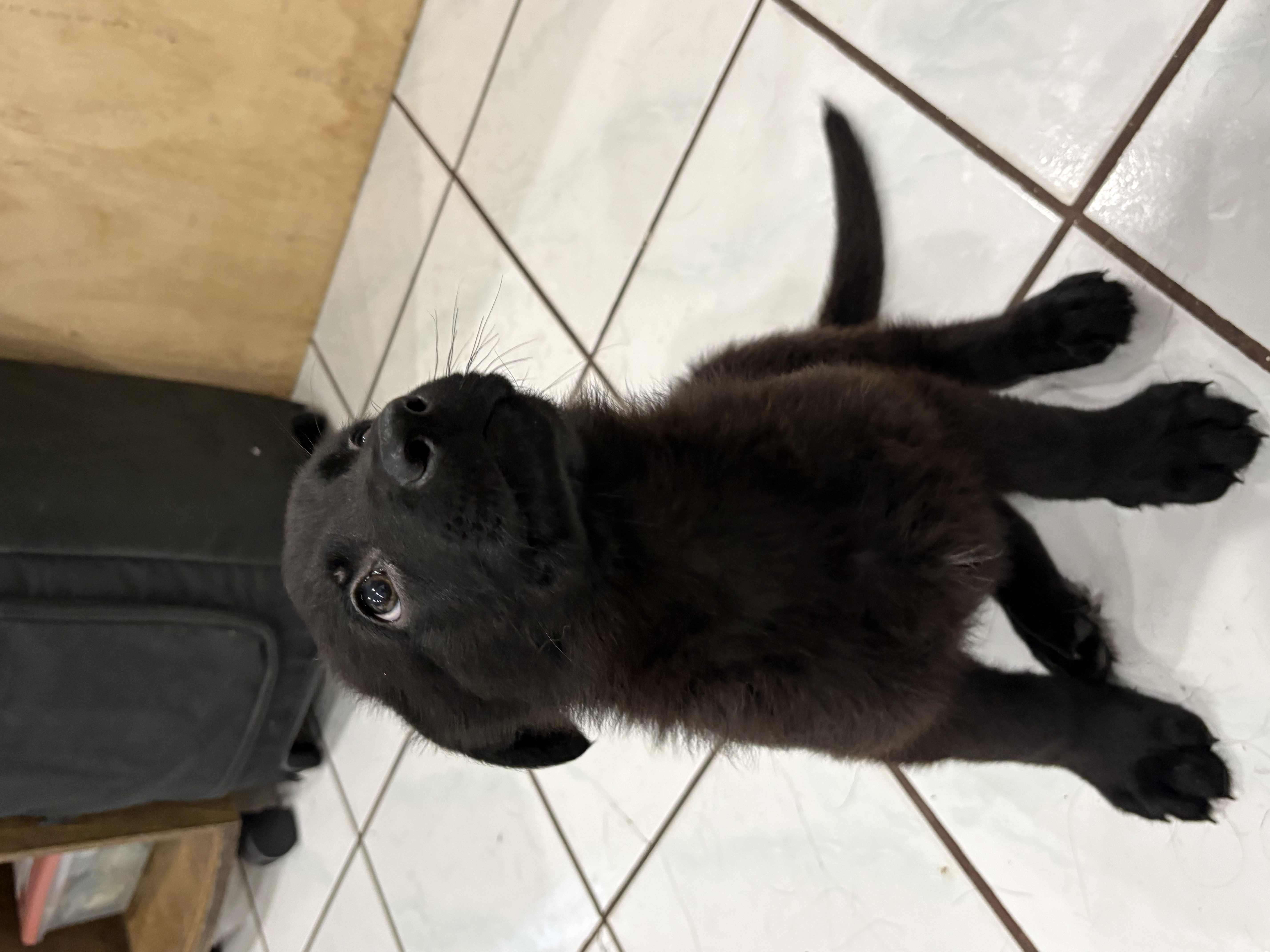 Black German Shepherd puppy image 3