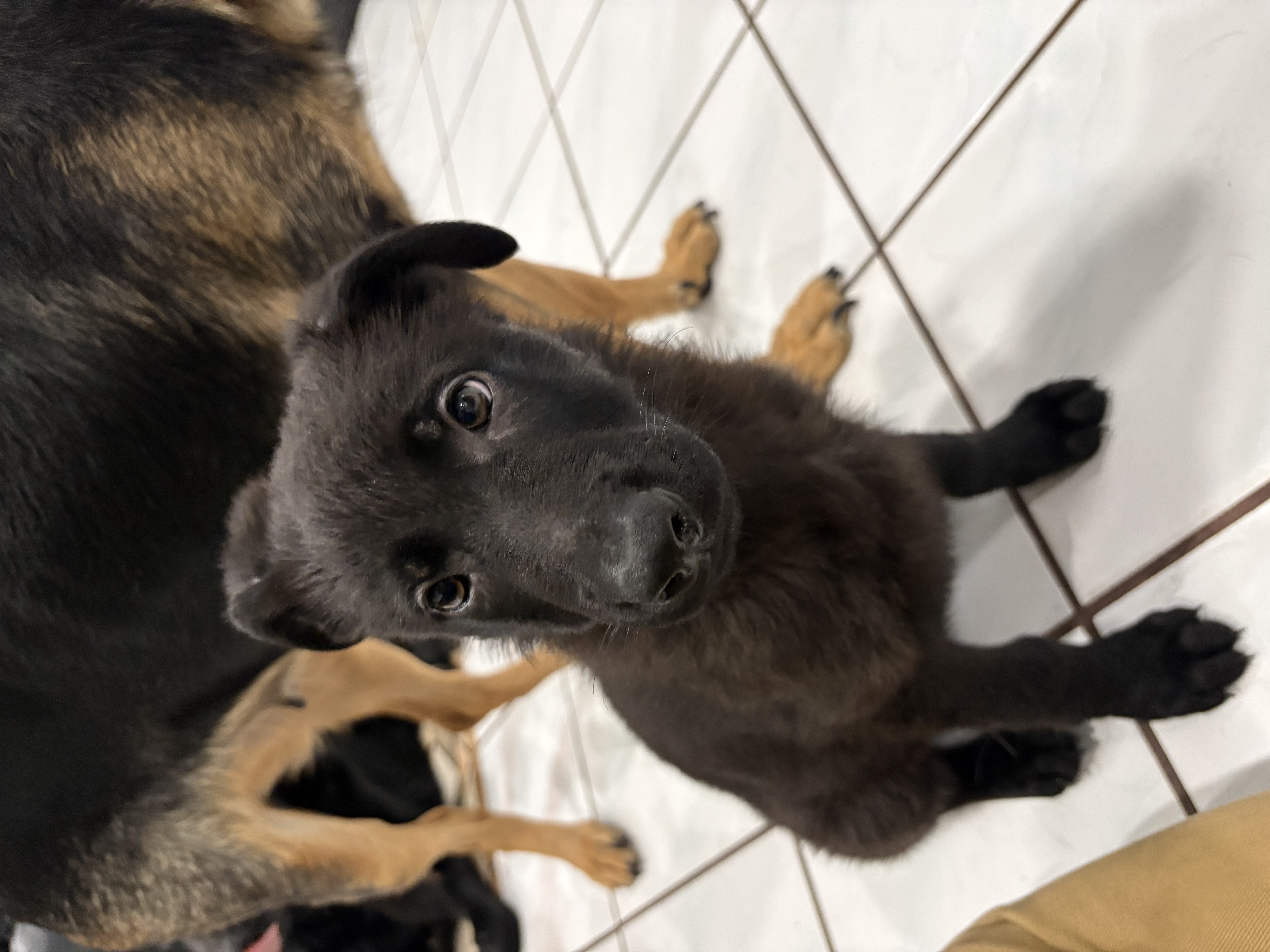Black German Shepherd puppy image 4