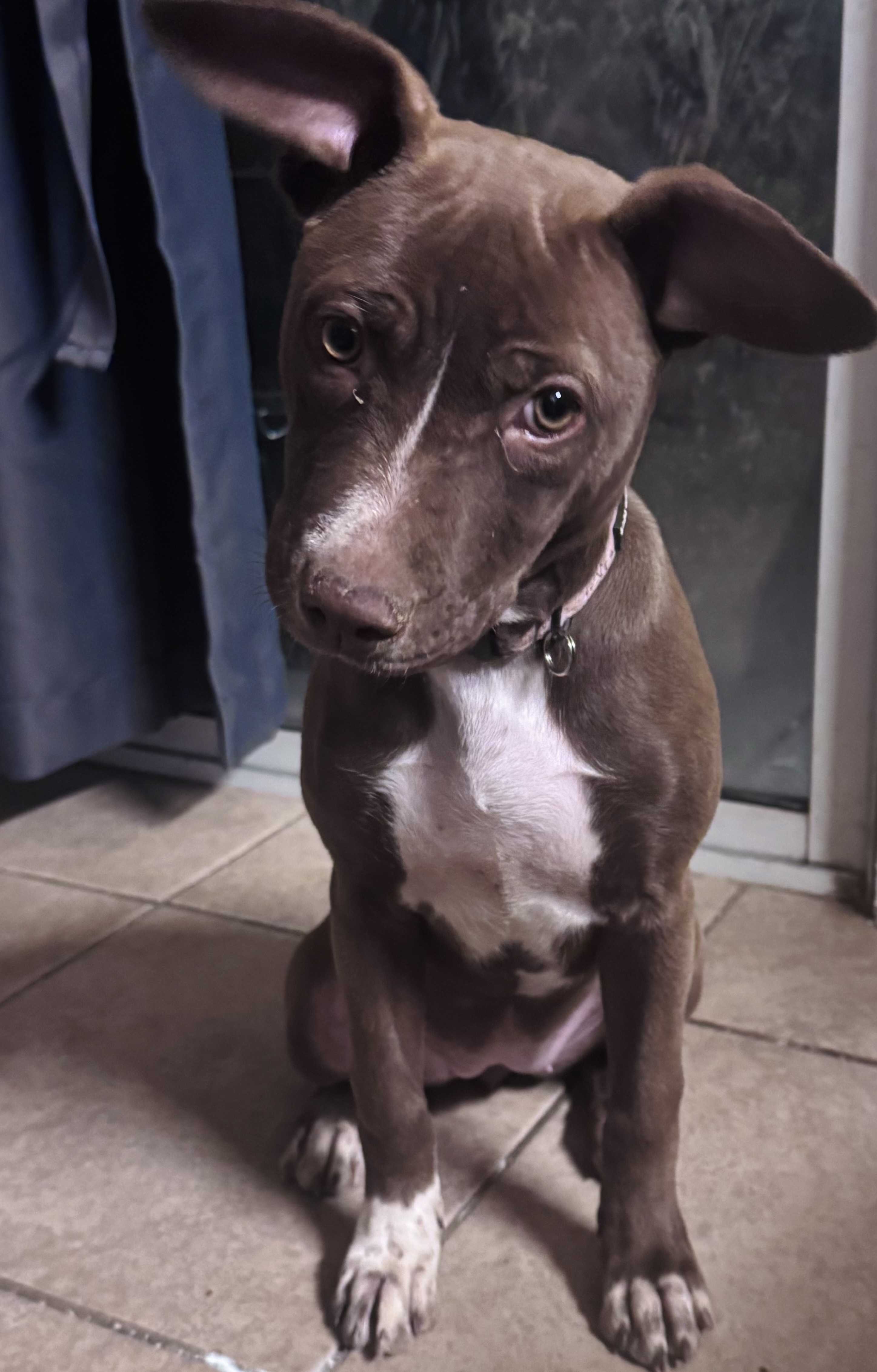 Pit mix puppy image 1