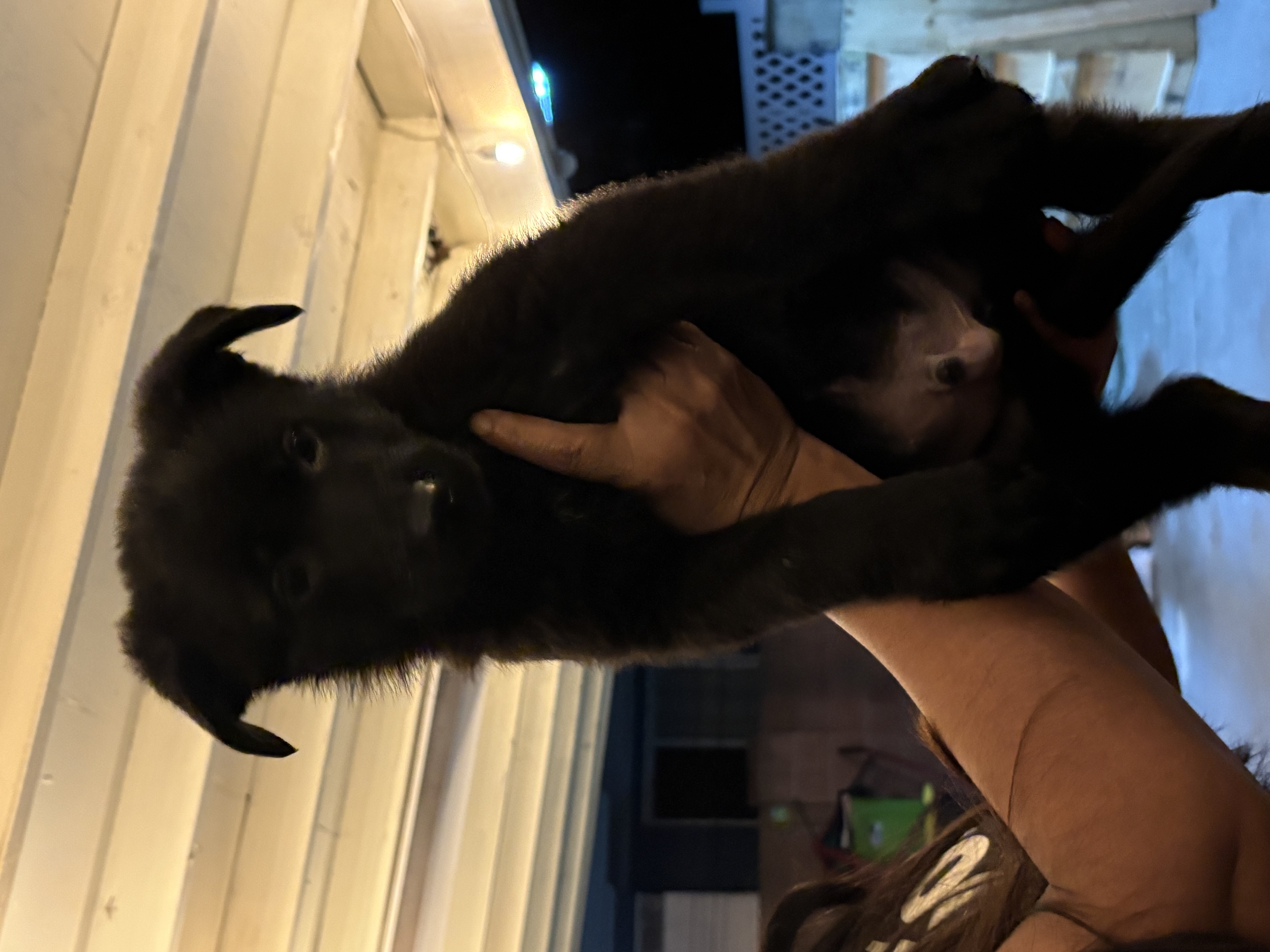 Black German Shepherd puppy image 2