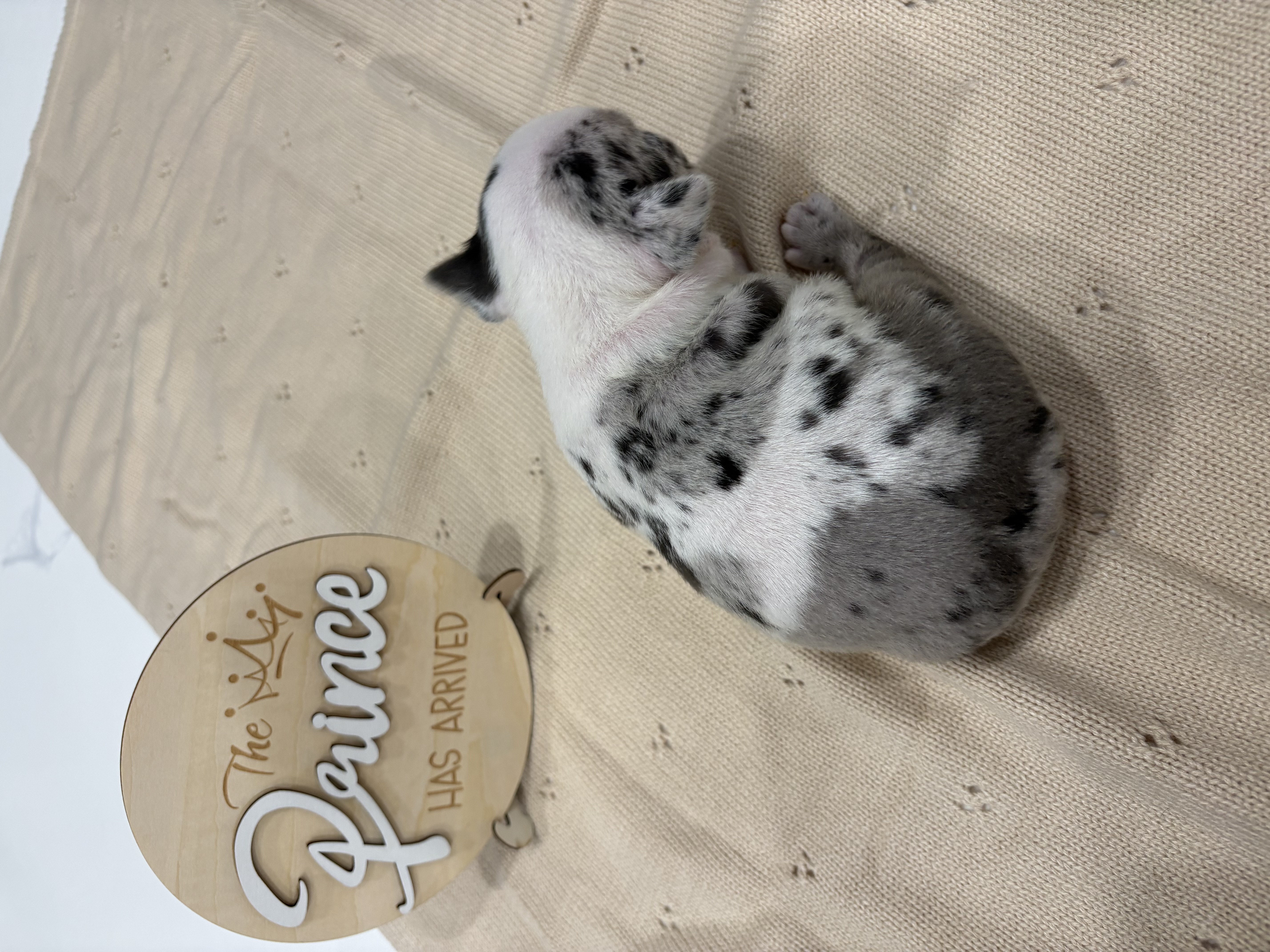 French bulldog merle image 13