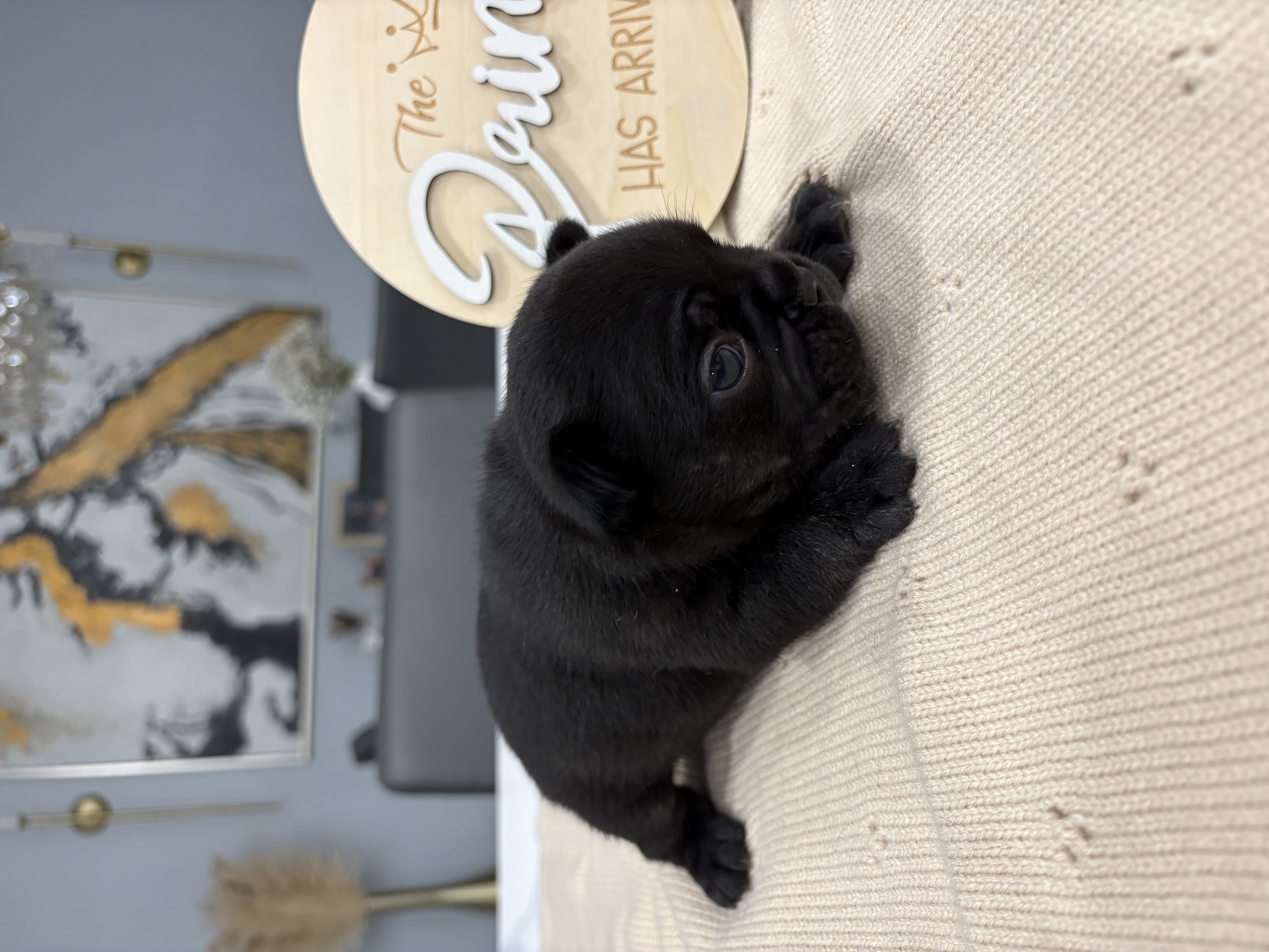 French bulldog image 7