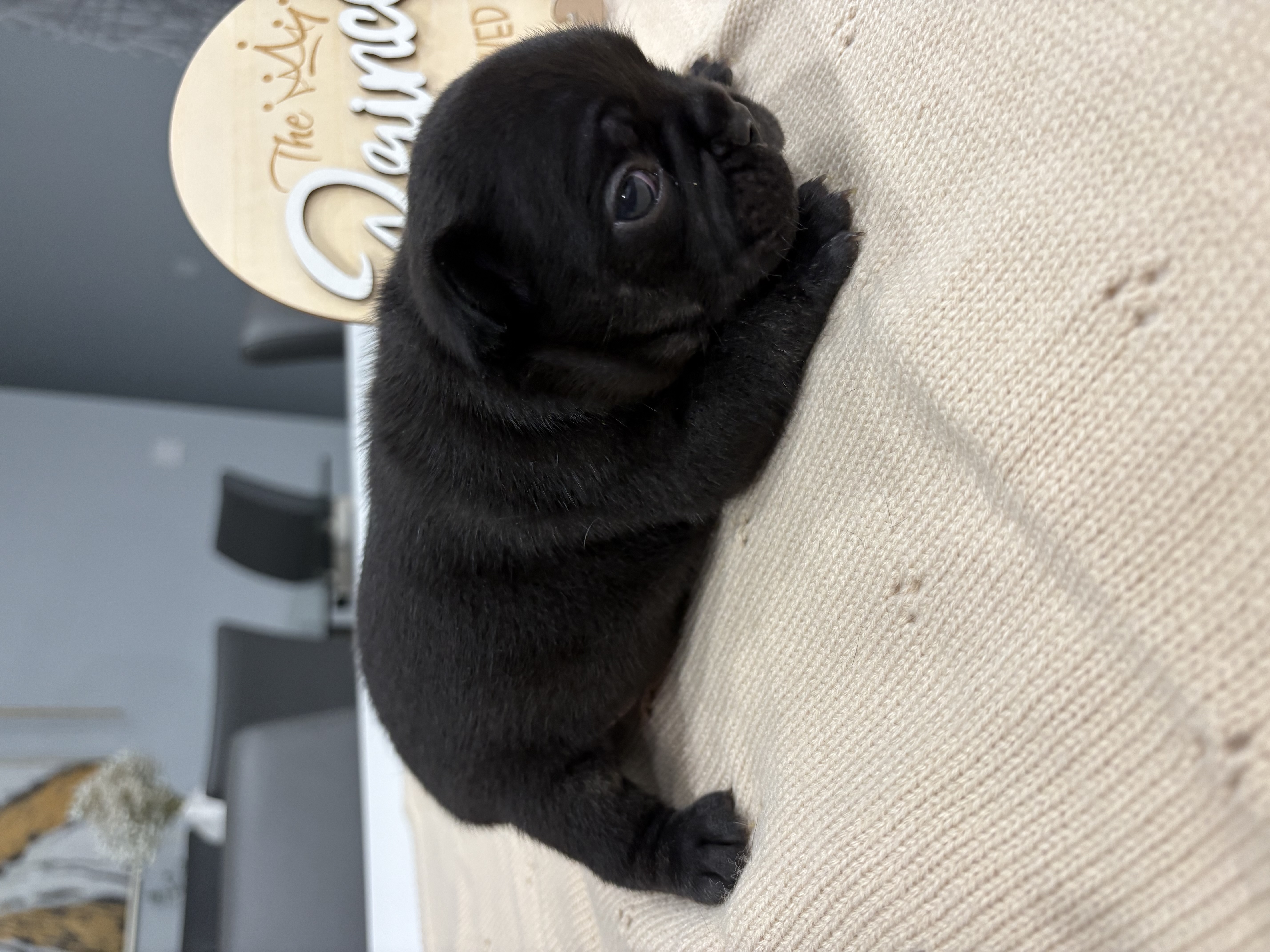 French bulldog image 8