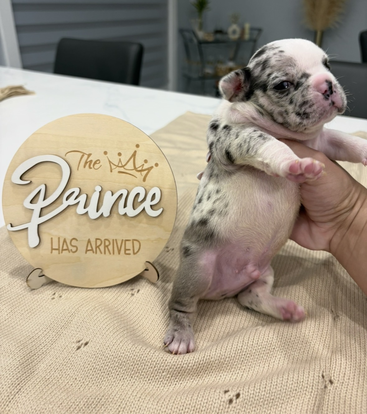 French bulldog merle image 6