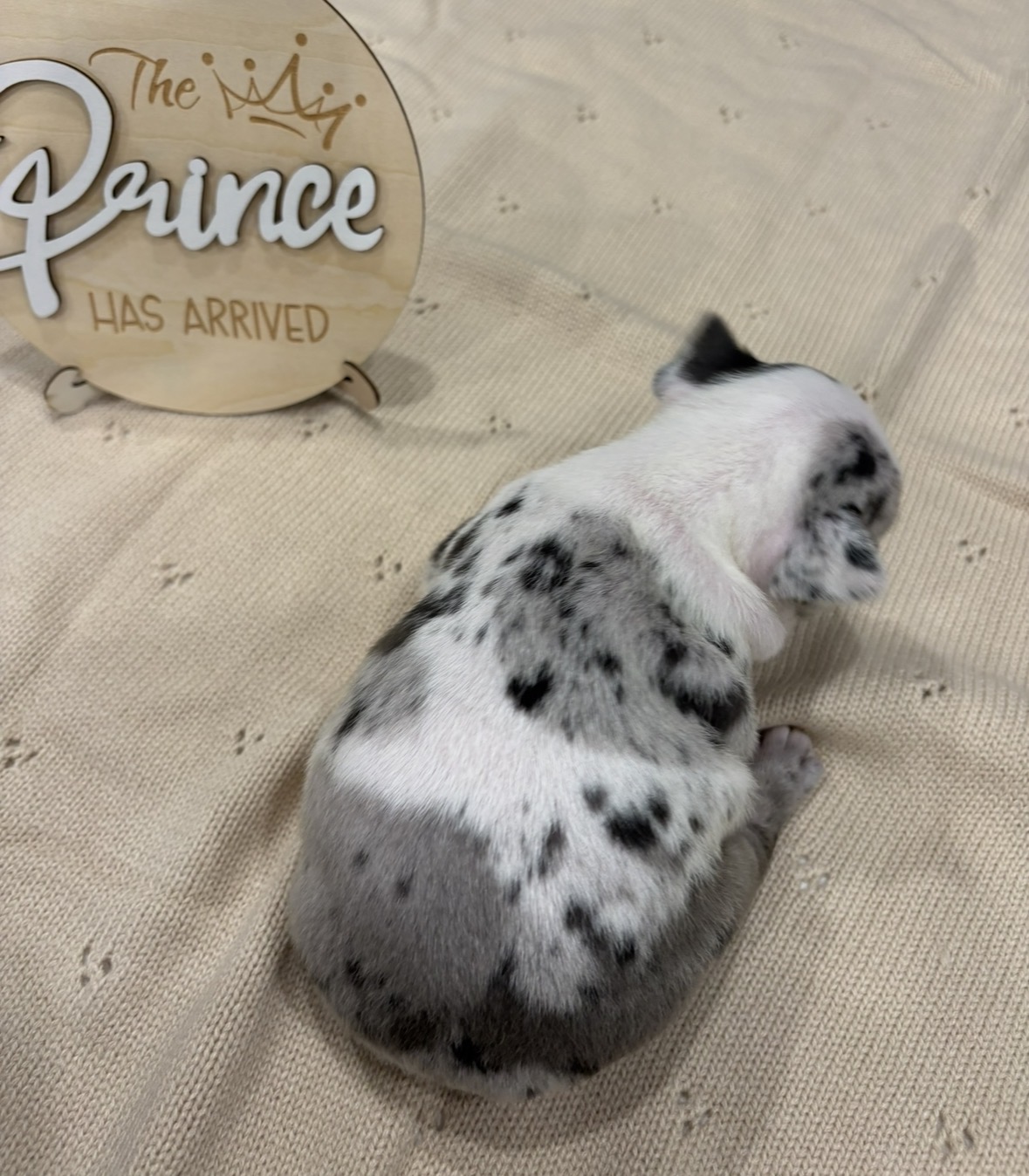 French bulldog merle image 5