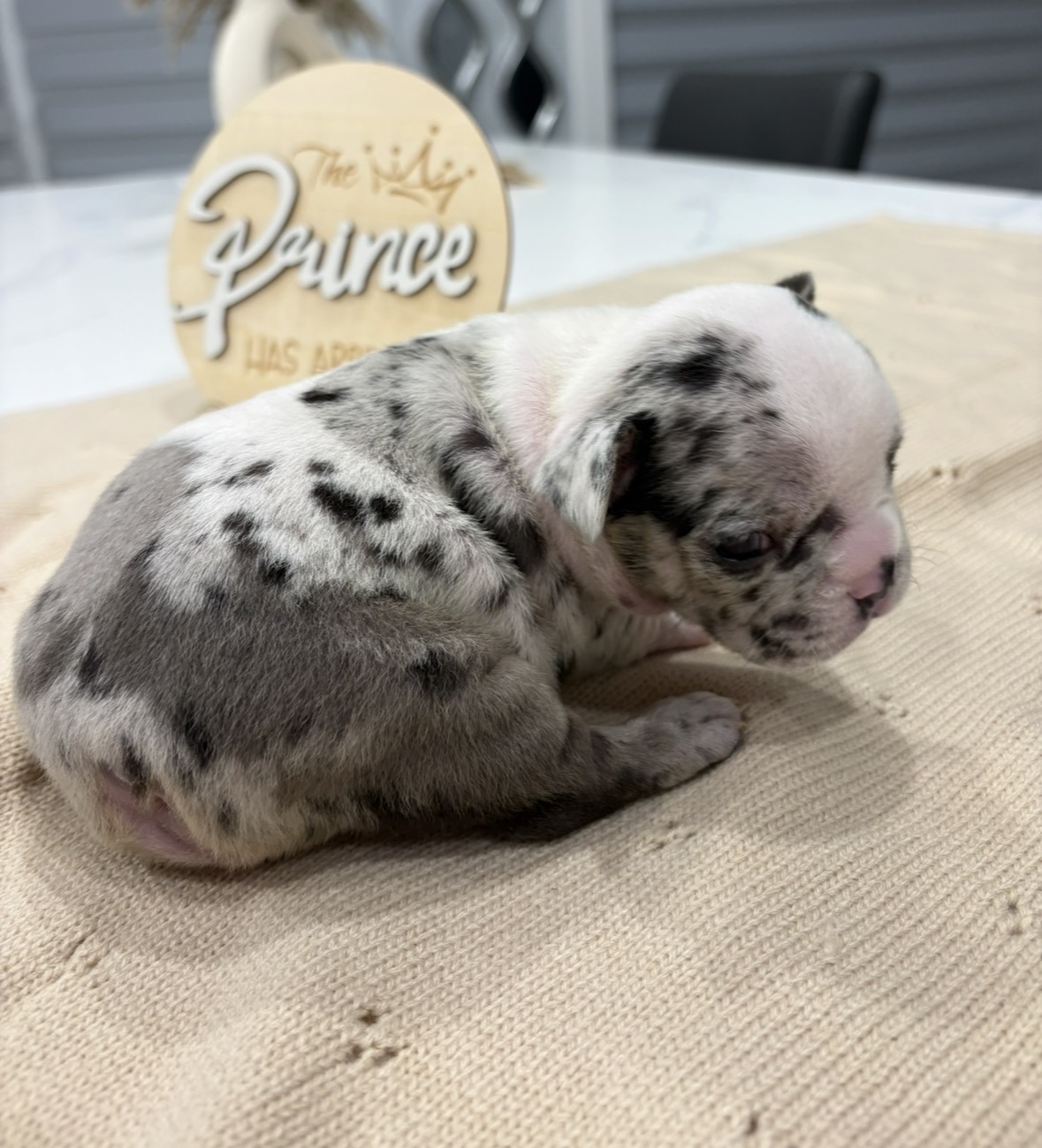 French bulldog merle image 4