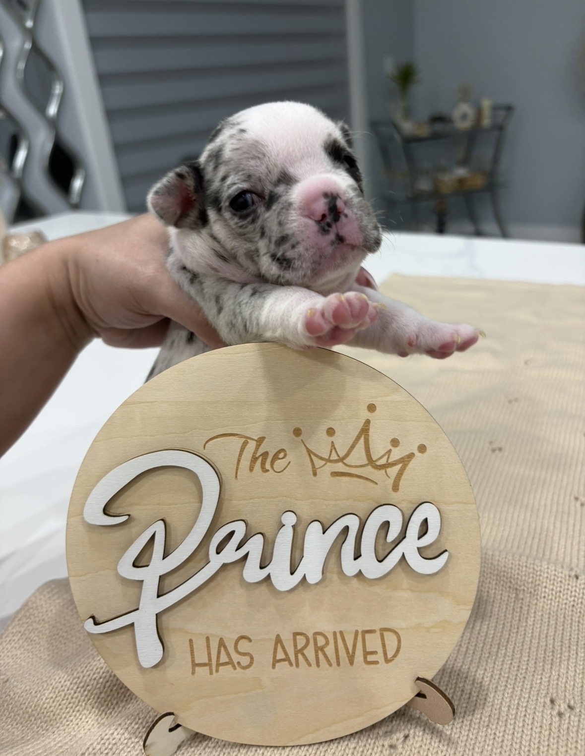 French bulldog merle image 3