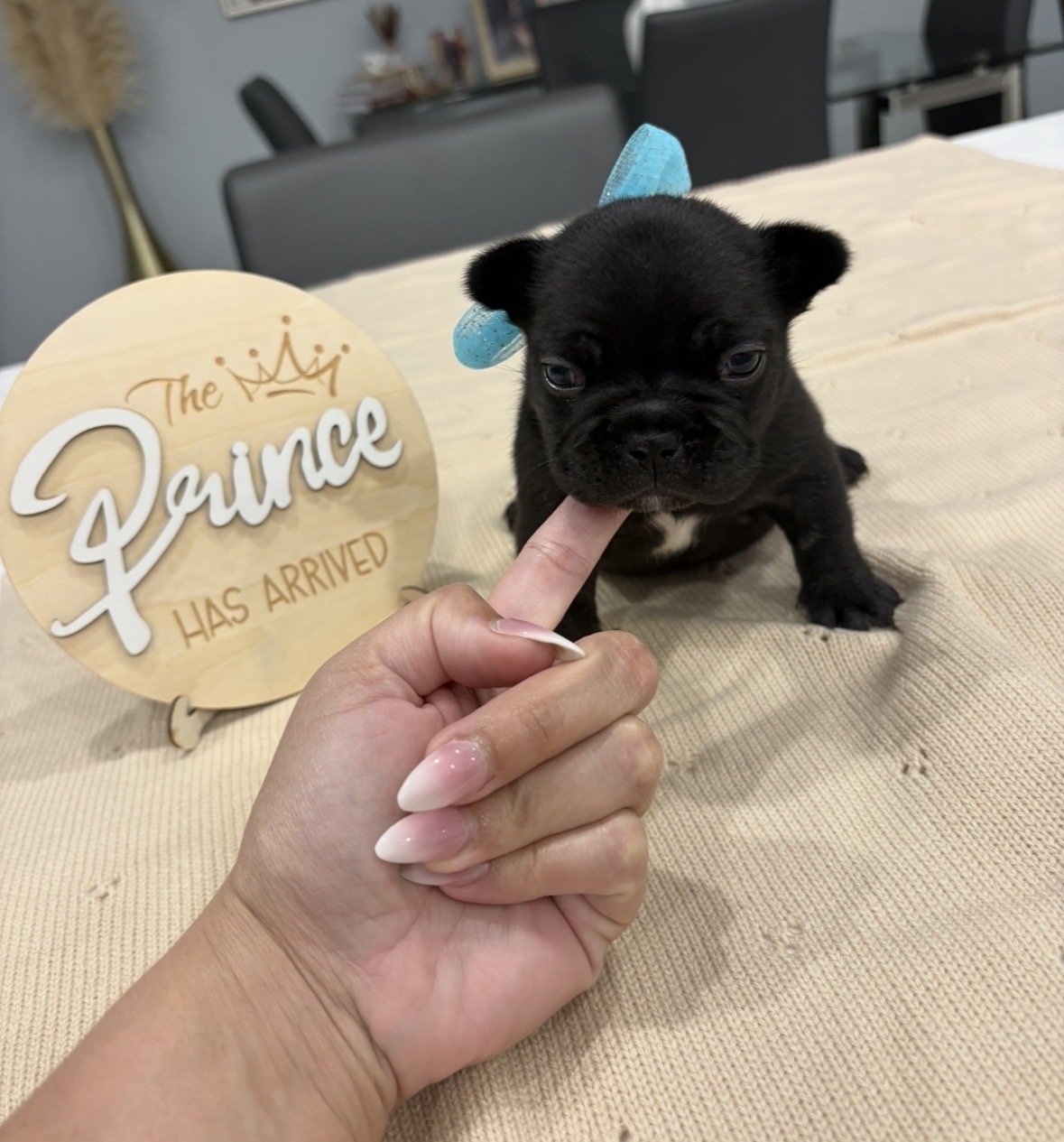 French bulldog image 6