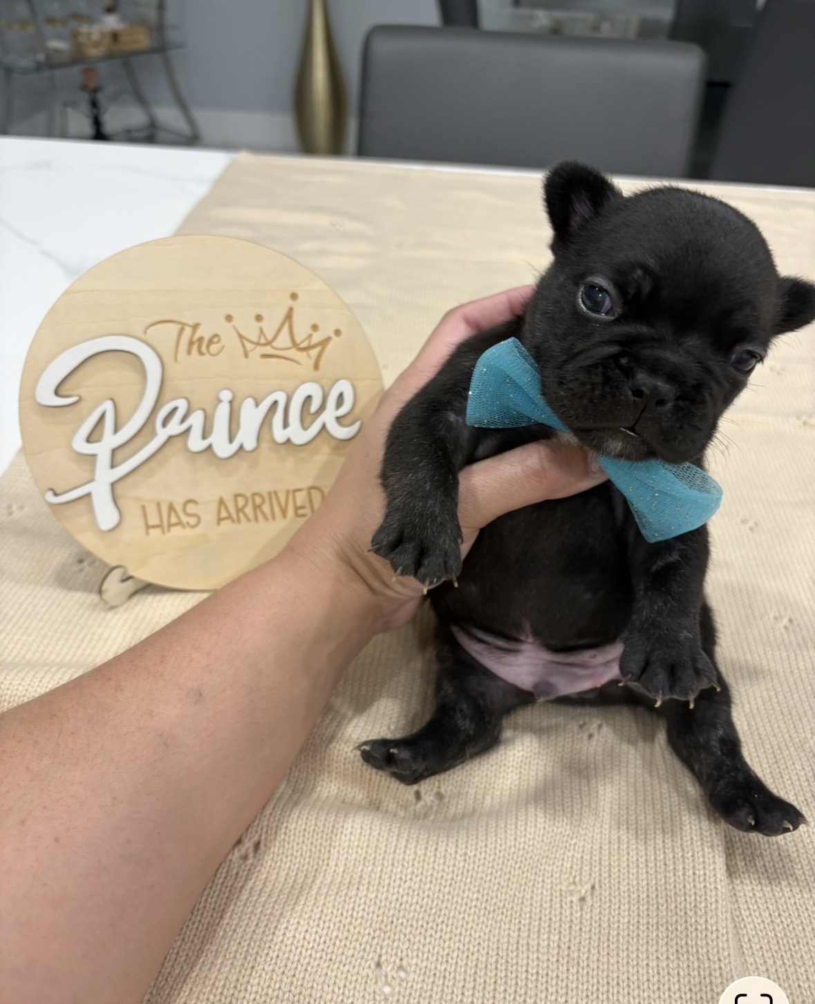 French bulldog image 5