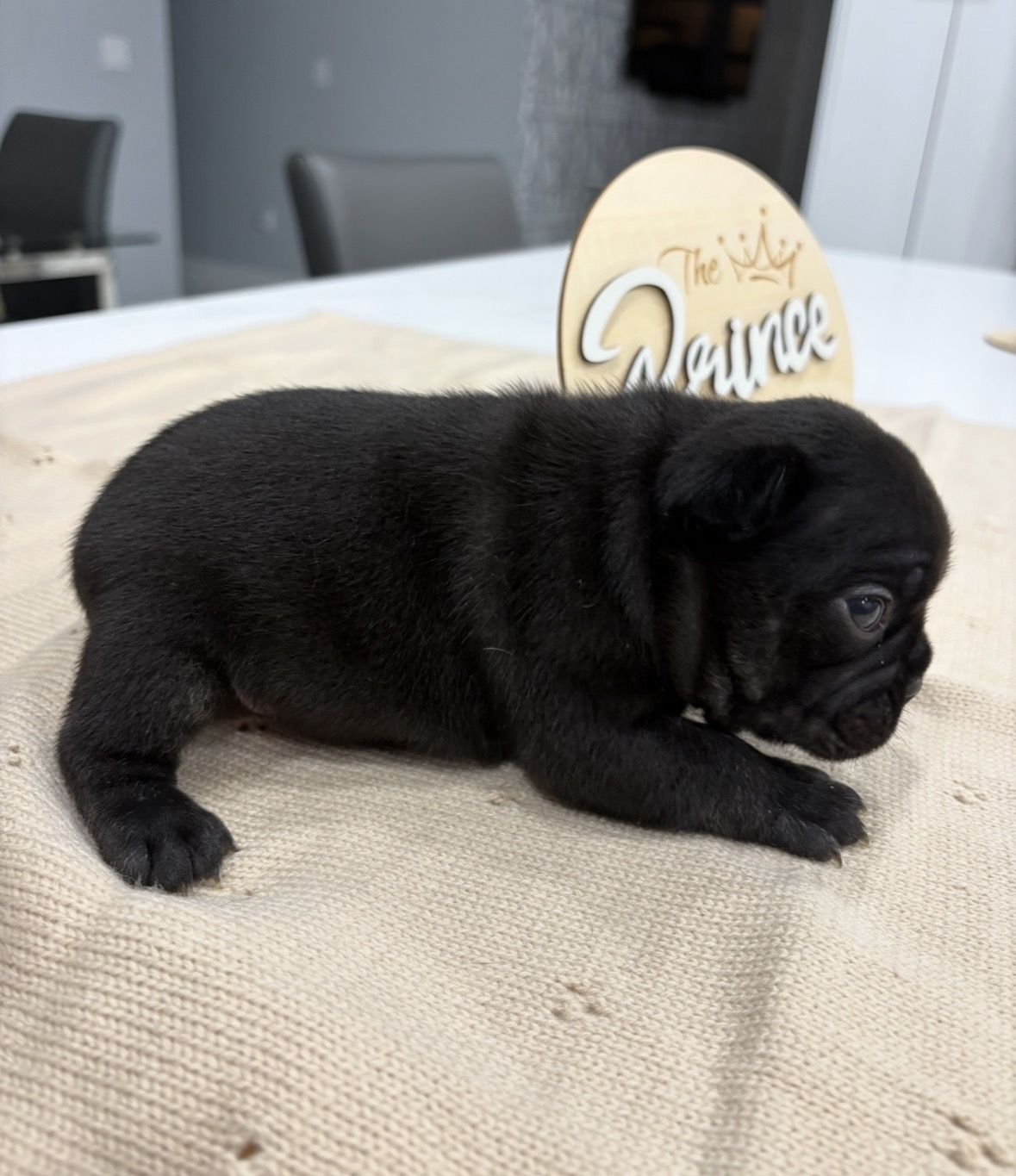 French bulldog image 4