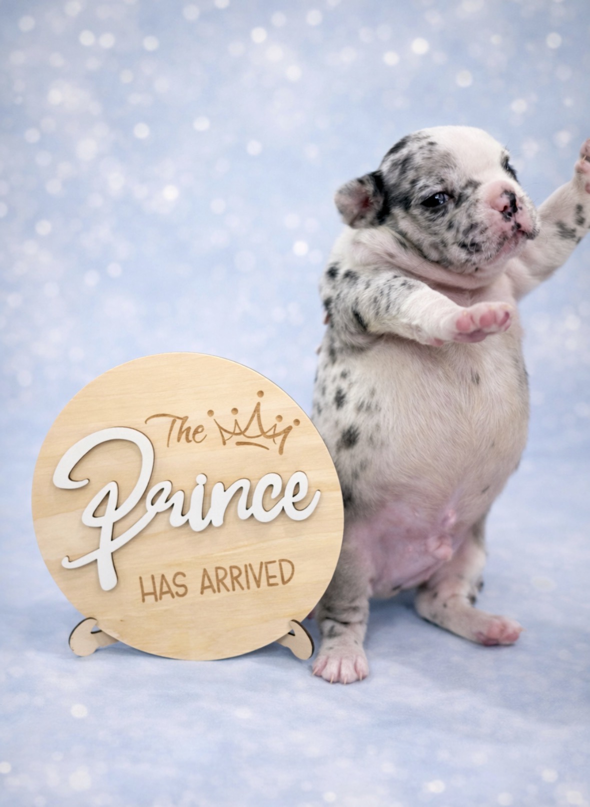 French bulldog merle image 1