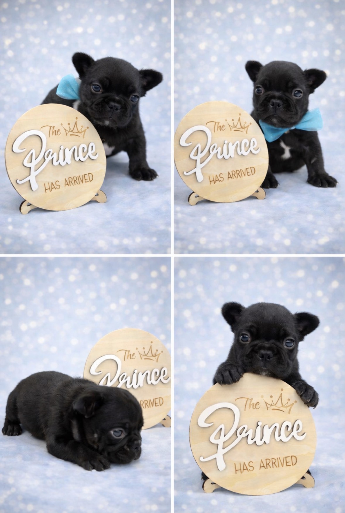 French bulldog image 2