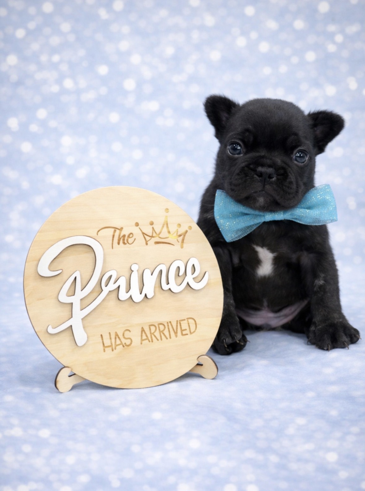 French bulldog image 1