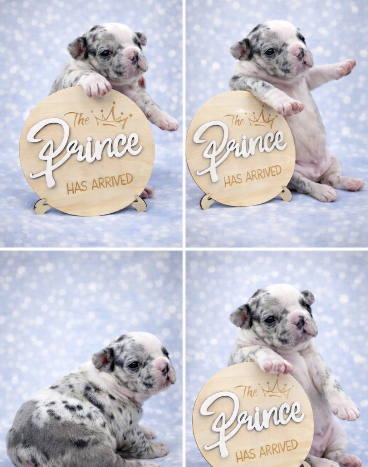 French bulldog merle image 2
