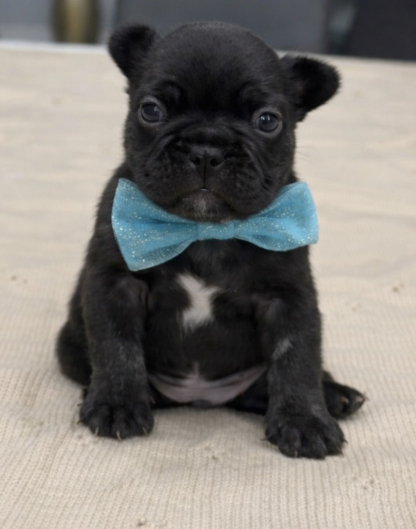 French bulldog image 3