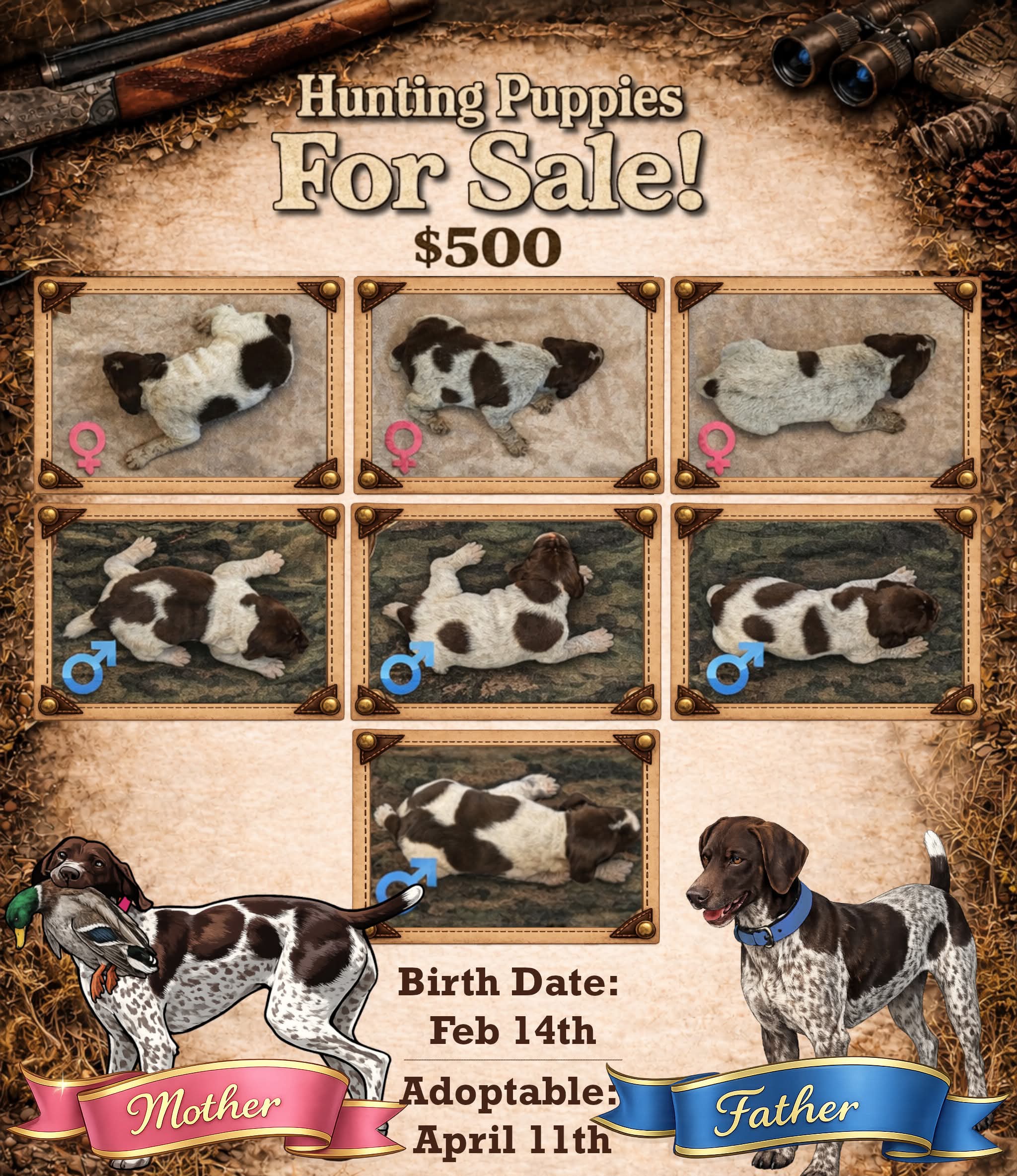 GSP Puppies image 1