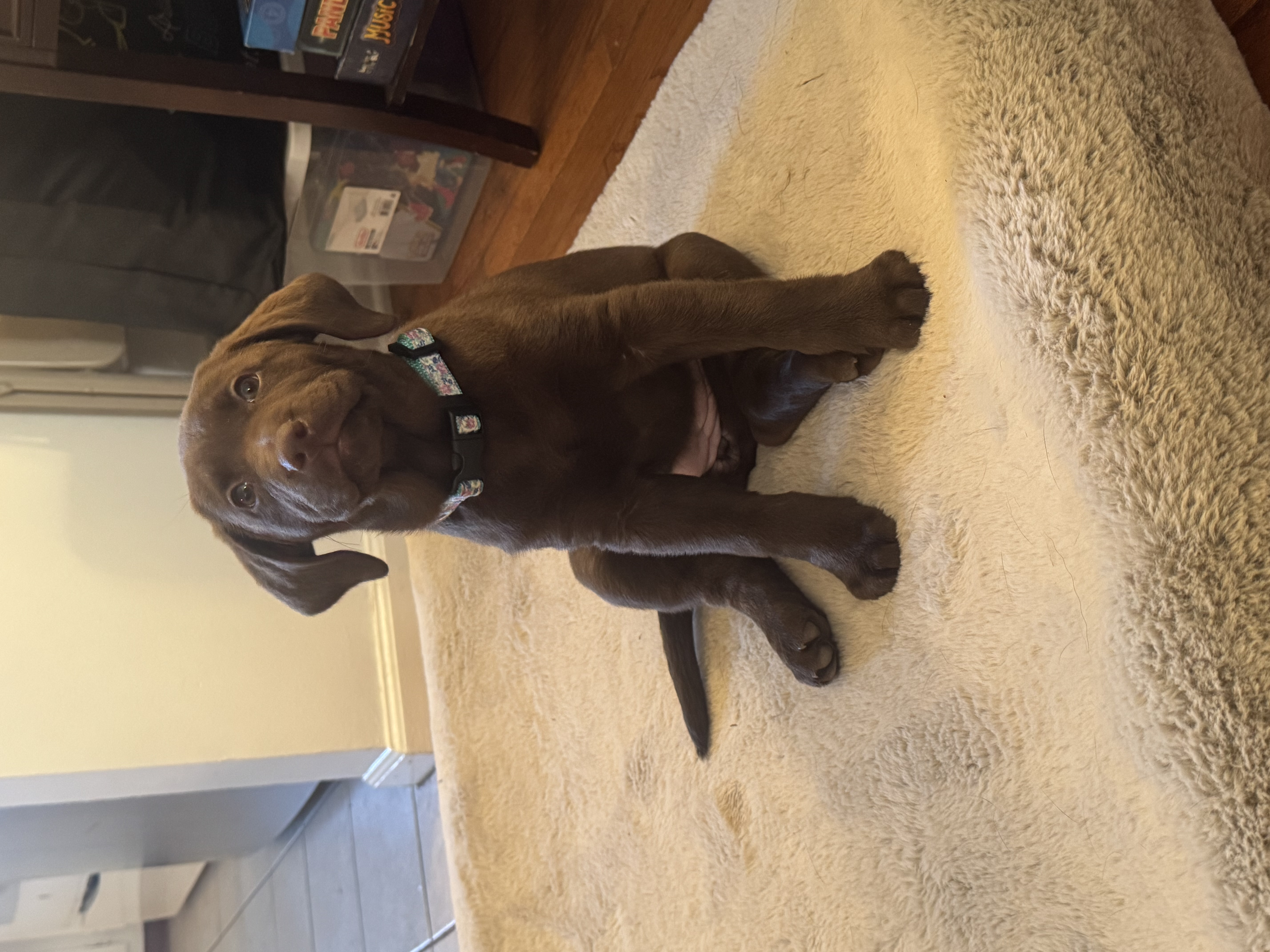 Chocolate lab puppy image 1