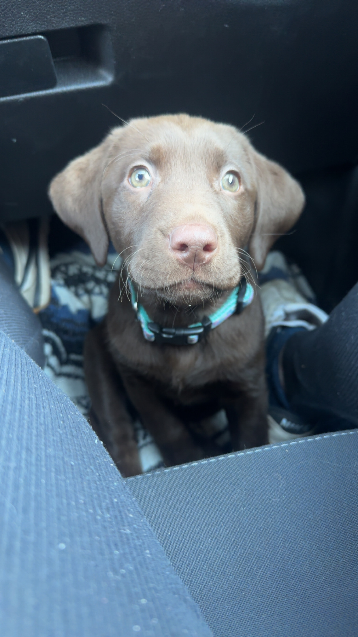 Chocolate lab puppy image 2