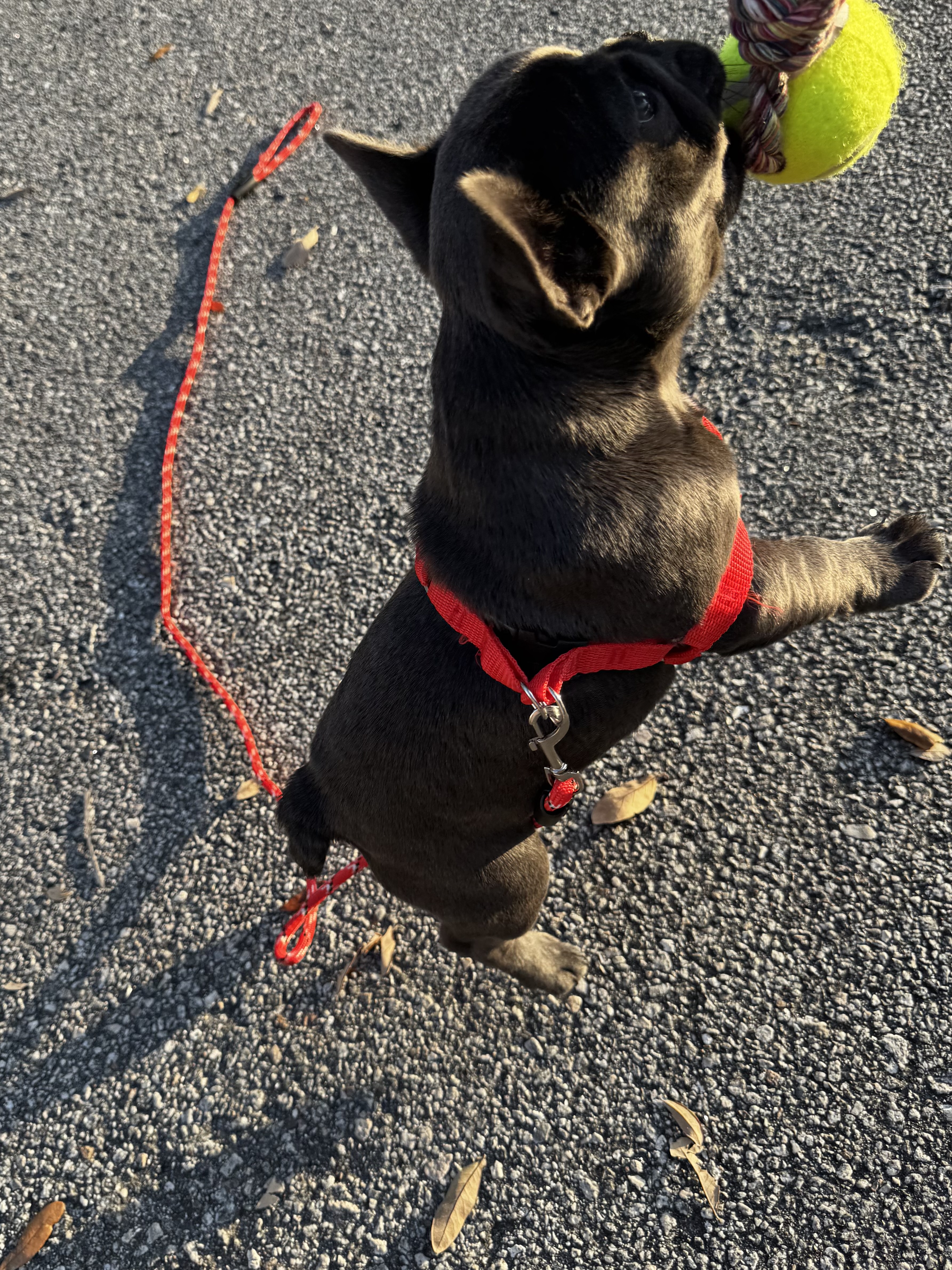 French Bulldog image 5