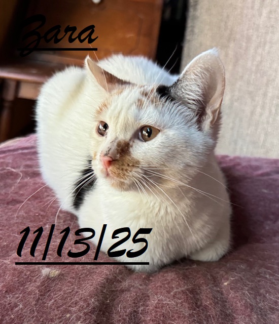 Cats and kittens for adoptions image 1