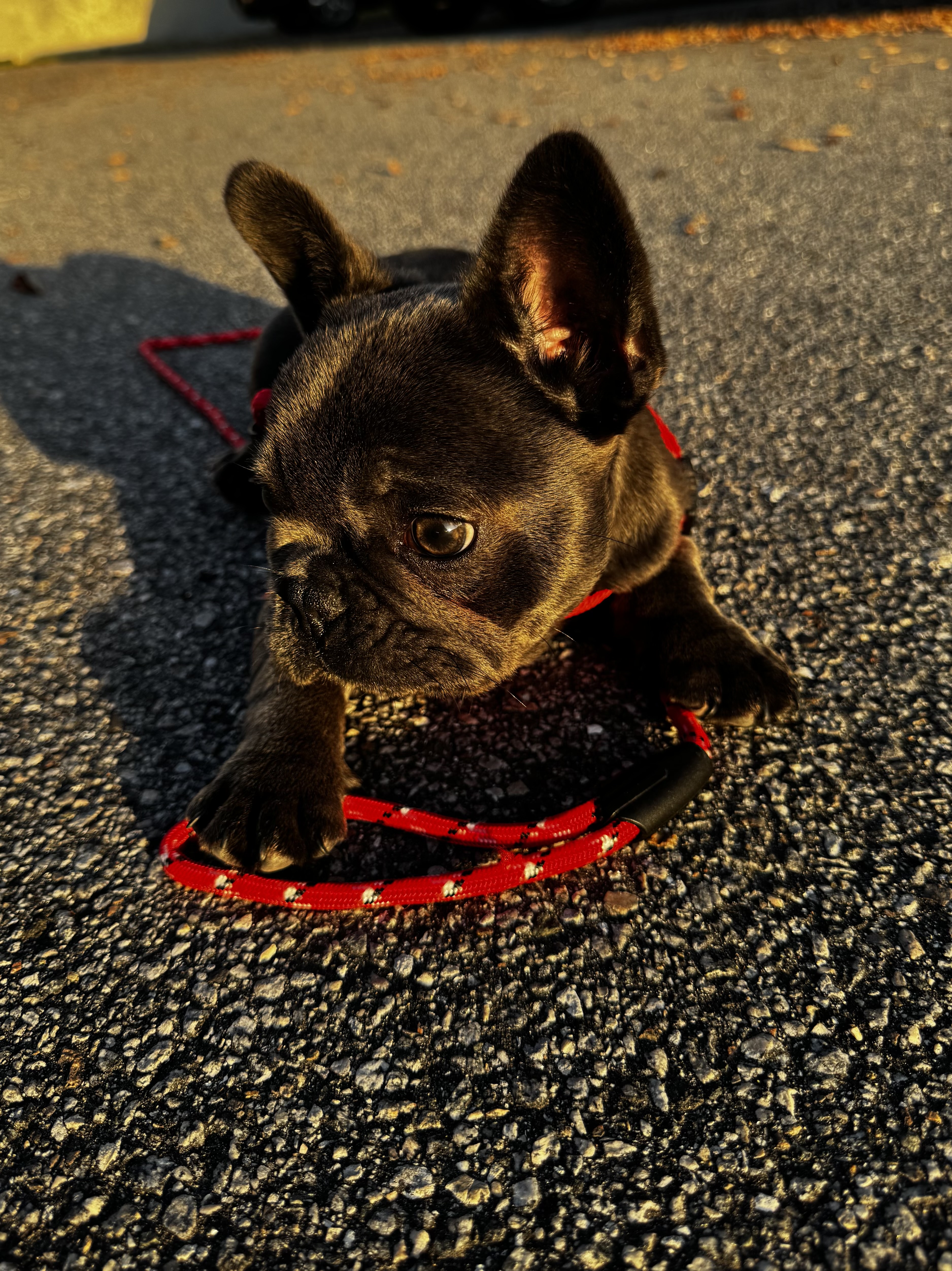 French Bulldog image 4