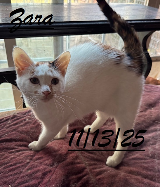 Cats and kittens for adoptions image 6