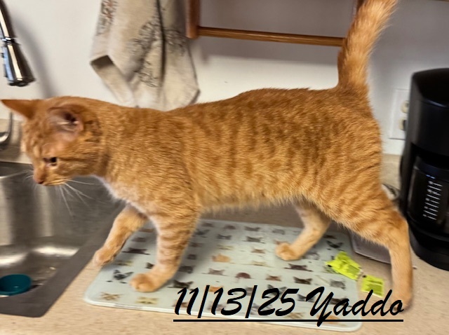 Cats and kittens for adoptions image 5