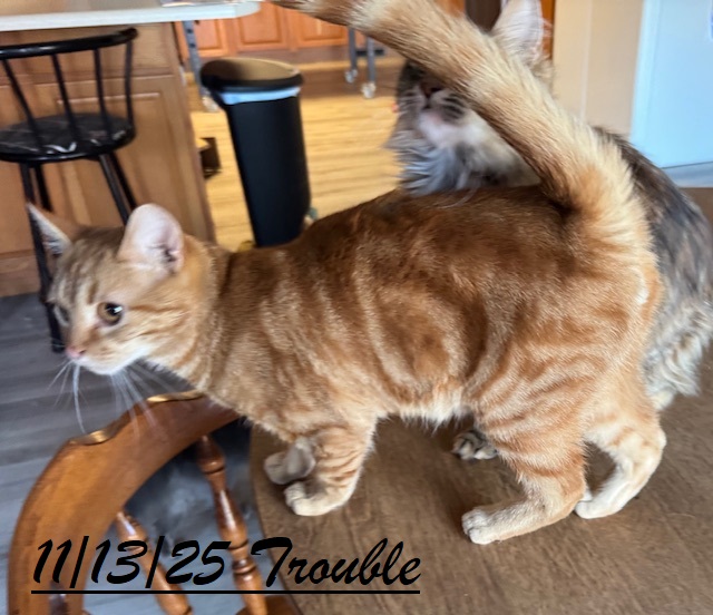 Cats and kittens for adoptions image 2