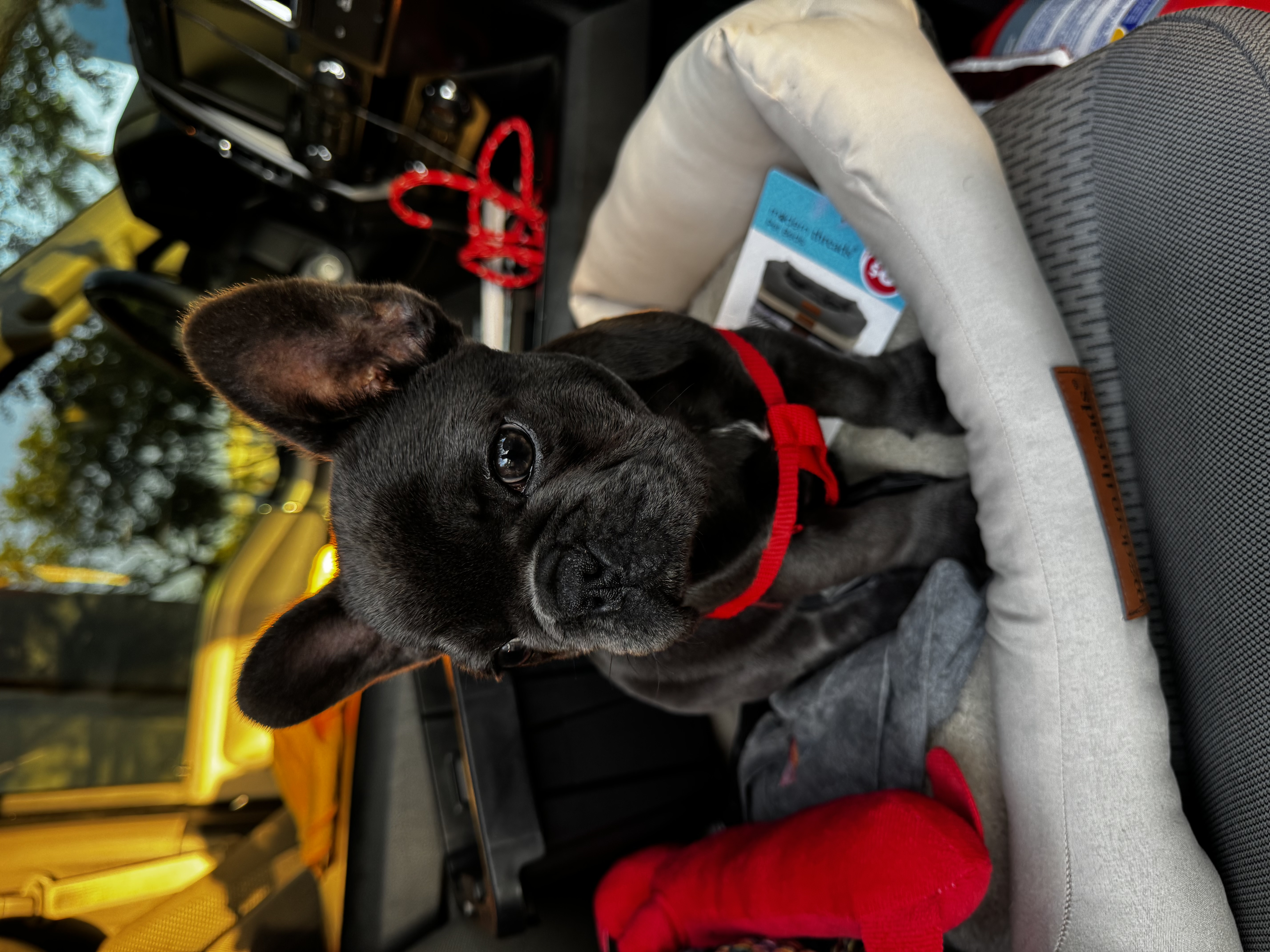 French Bulldog image 3