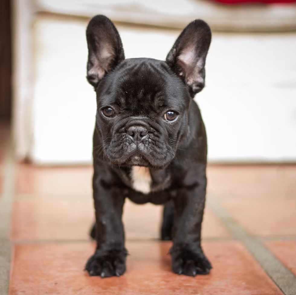 French Bulldog image 1