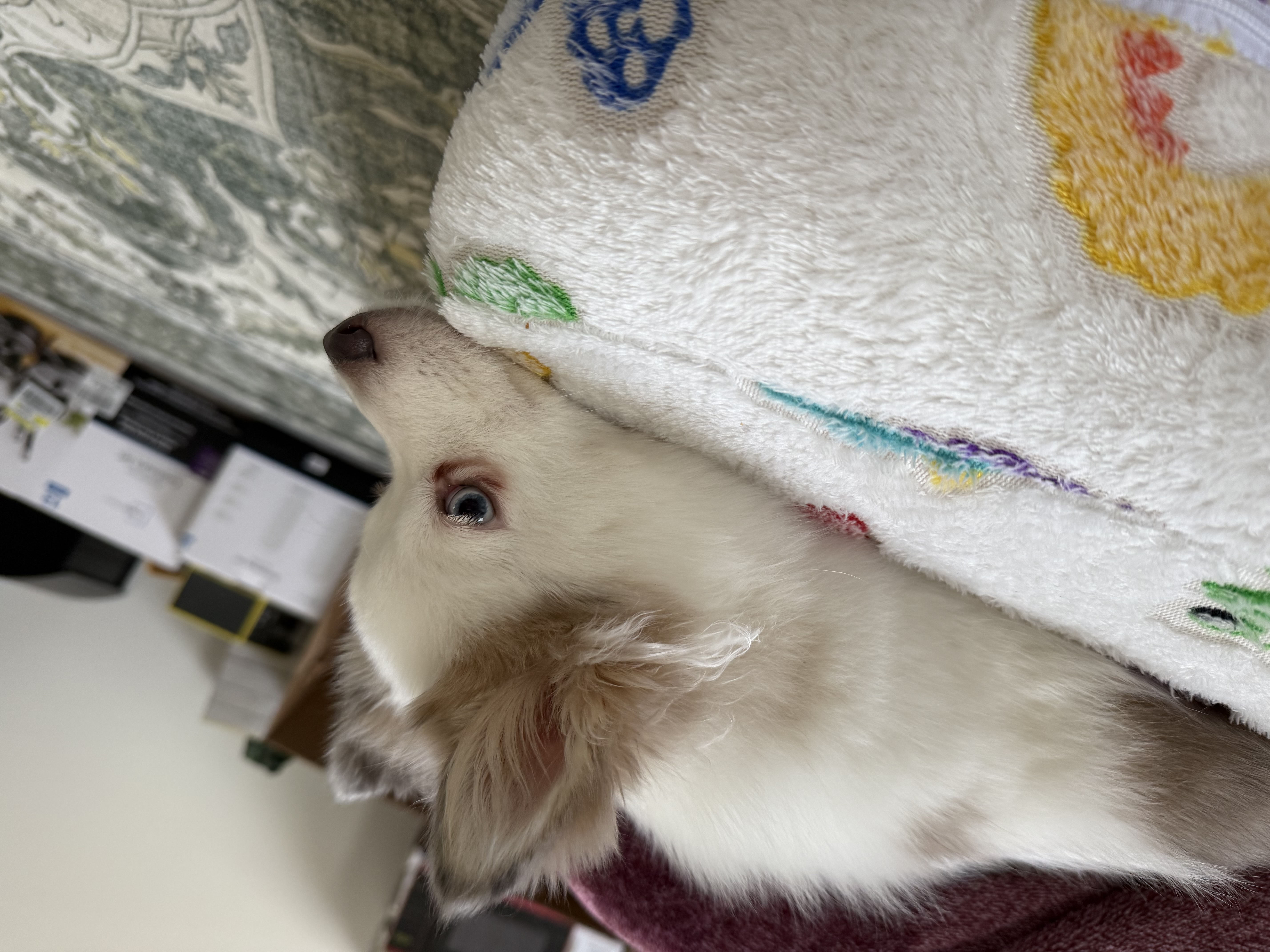 2 year old Pomsky image 3