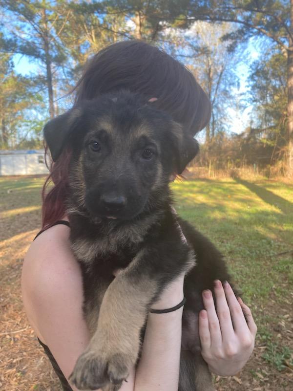 German Shepherd puppies image 7