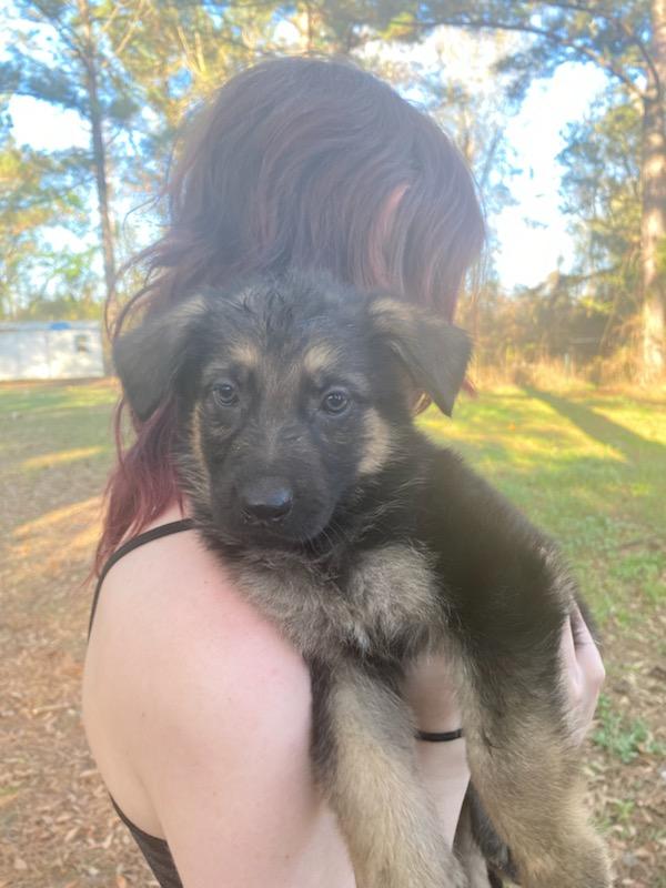 German Shepherd puppies image 8