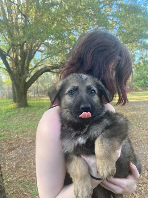 German Shepherd puppies image 9