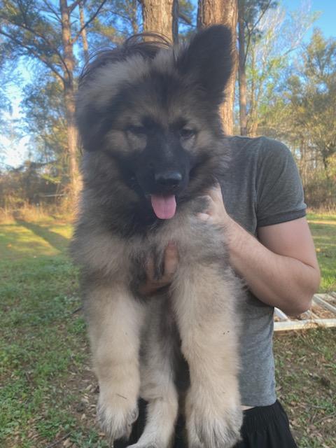 German Shepherd puppies image 4