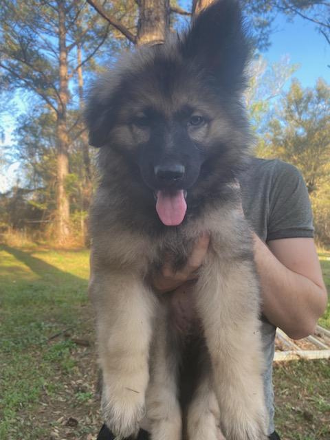 German Shepherd puppies image 5