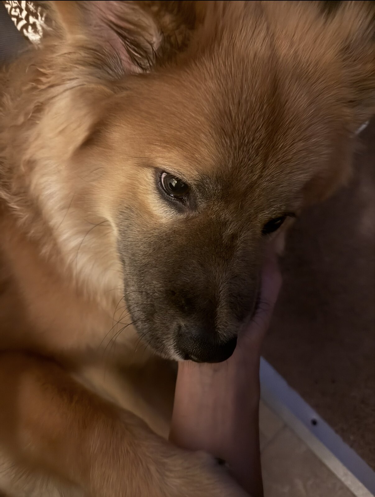 Chow/shepherd puppy image 2