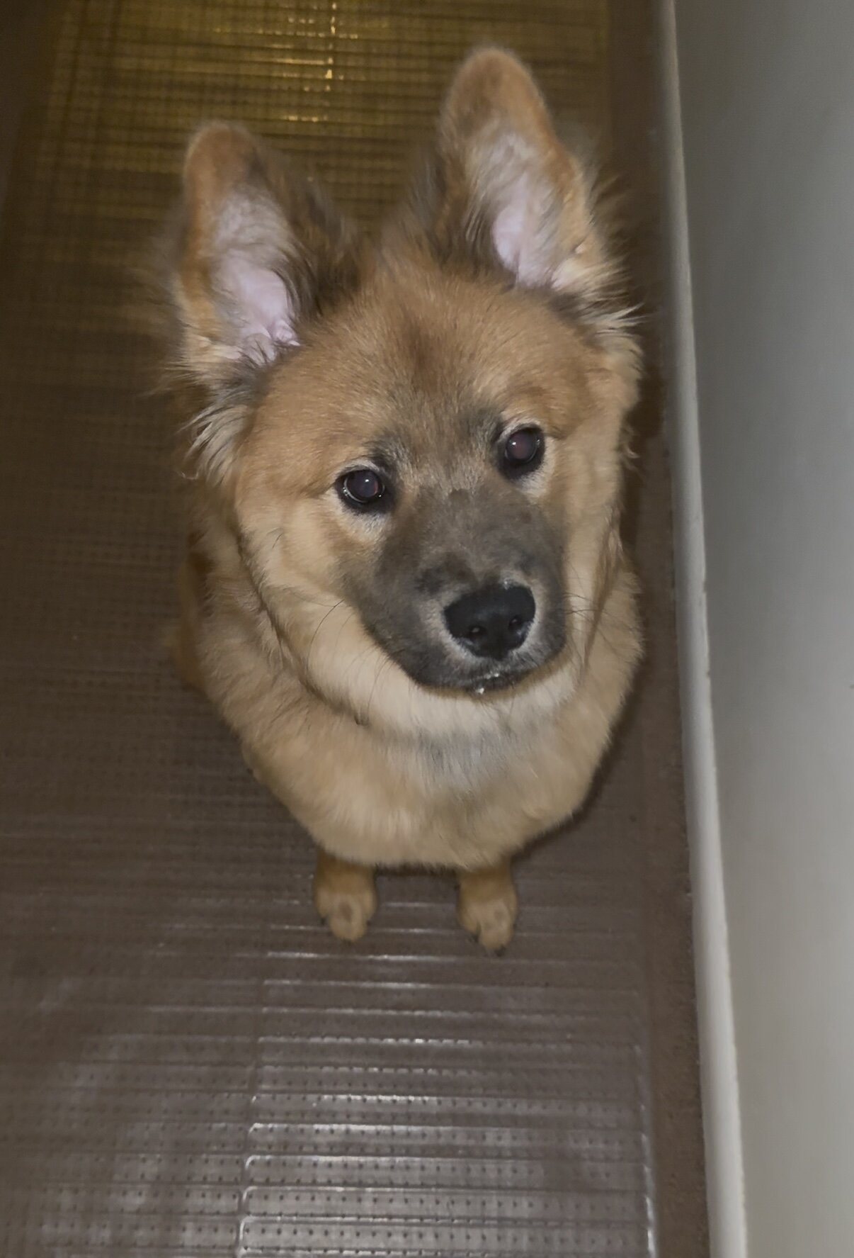 Chow/shepherd puppy image 1
