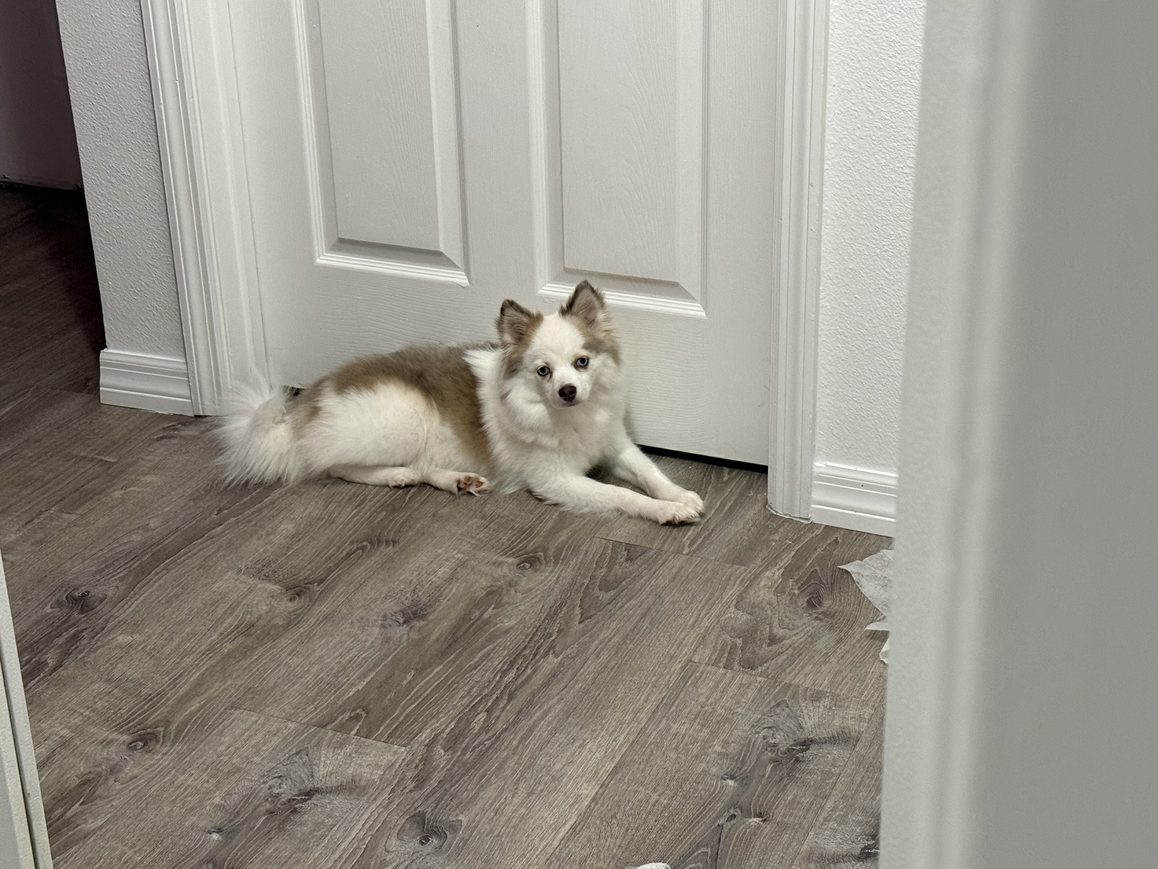 2 year old Pomsky image 1