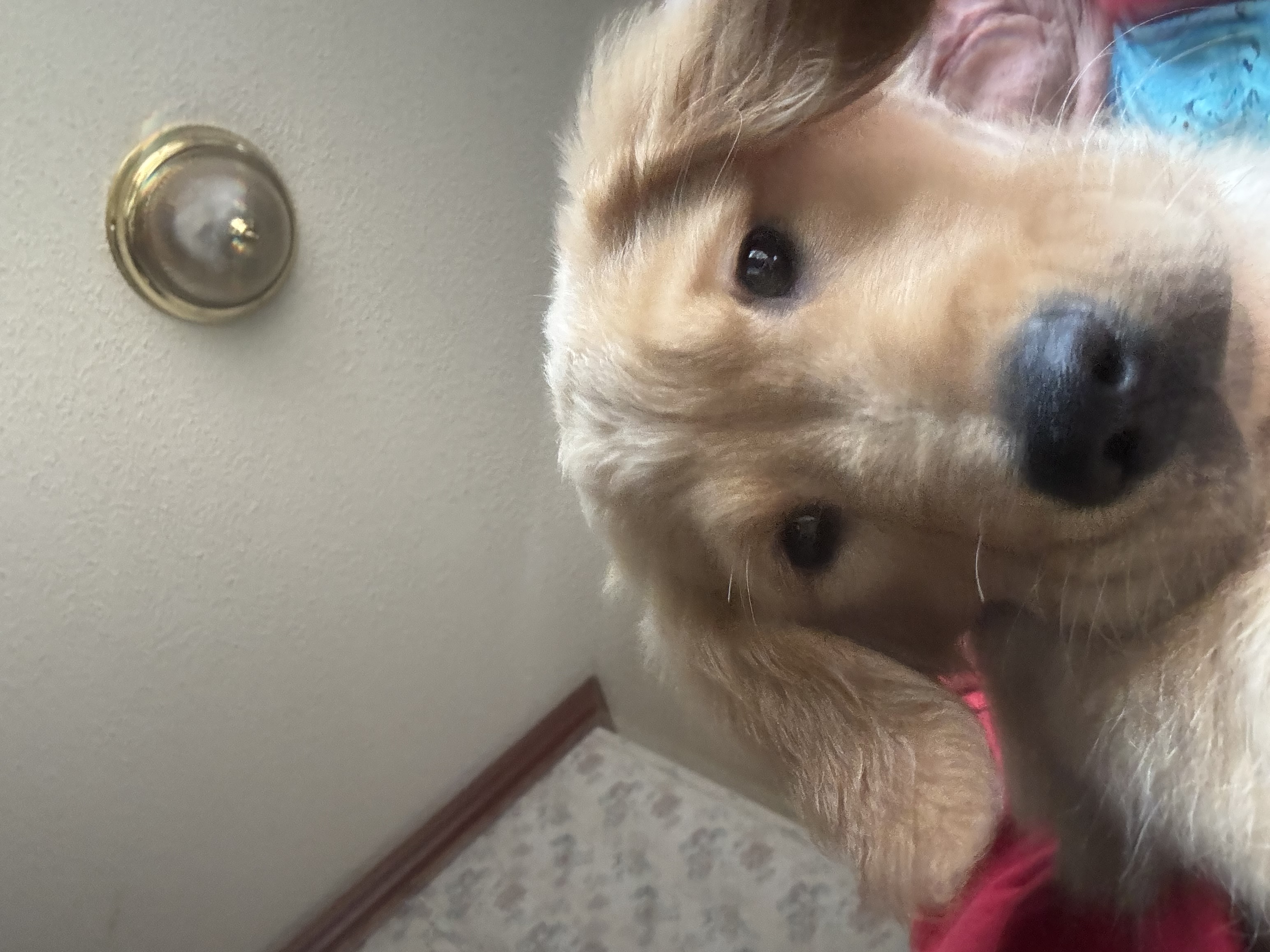 Golden Retriever Pup image 2