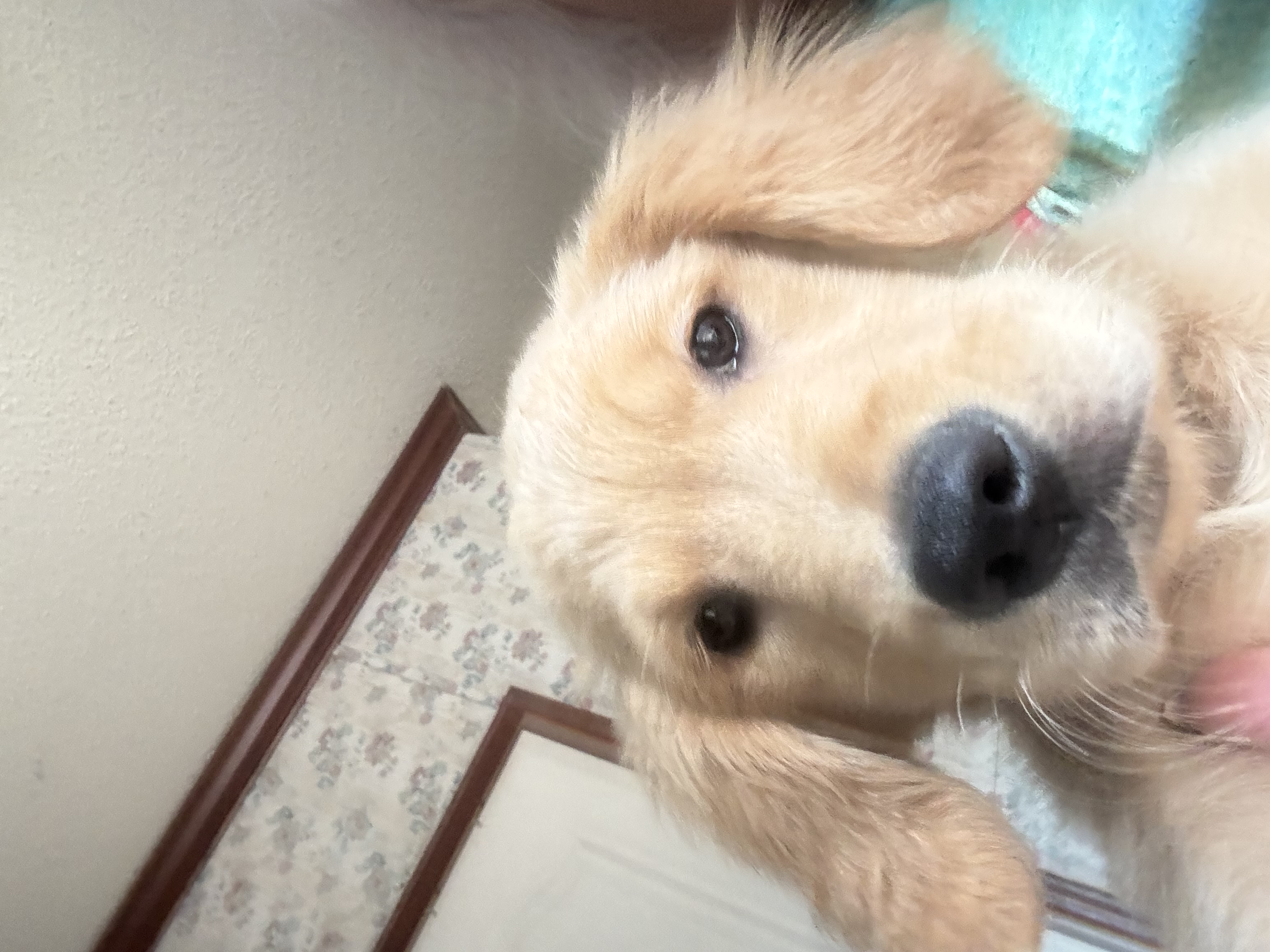 Golden Retriever Pup image 1