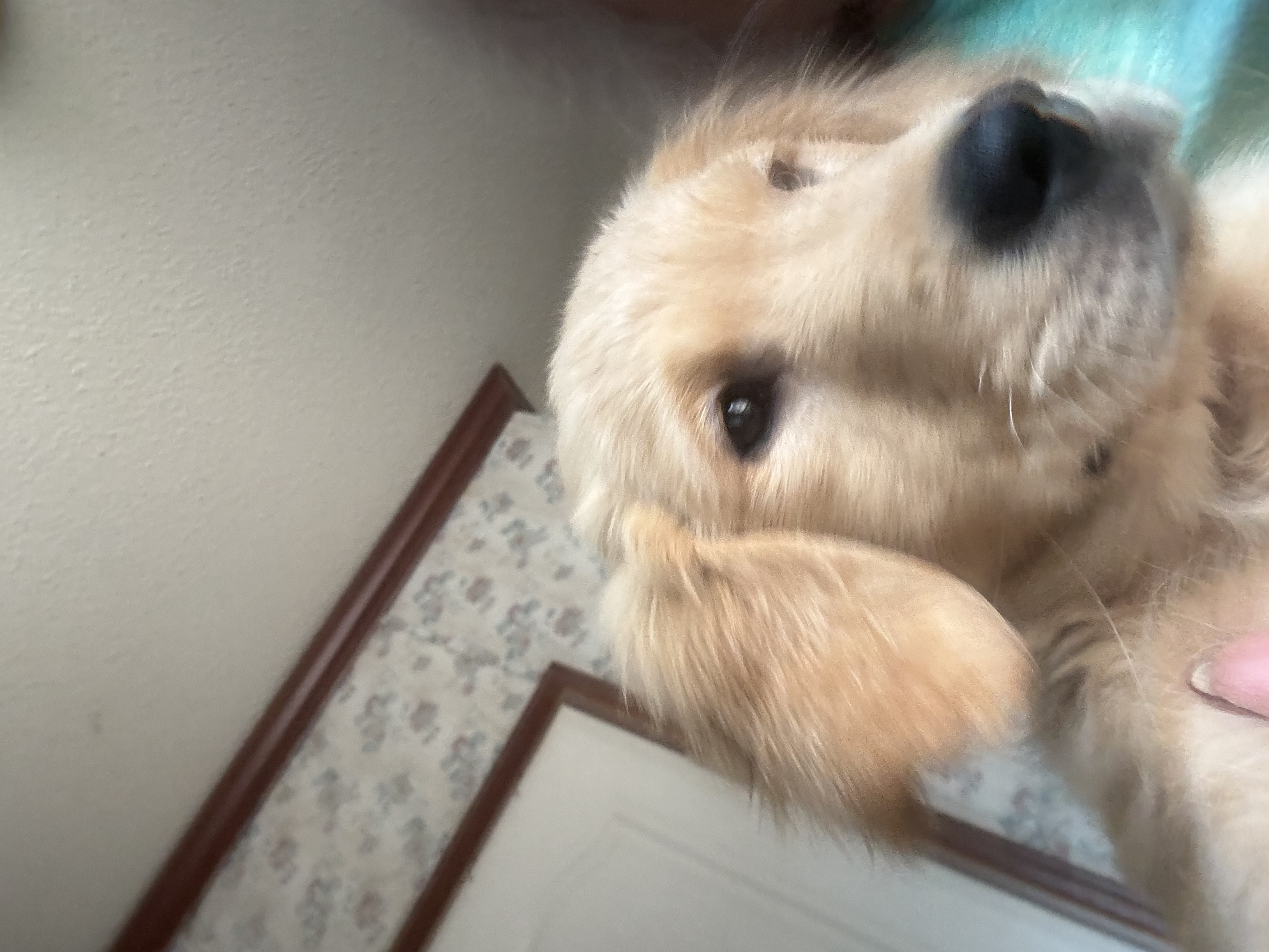 Golden Retriever Pup image 3